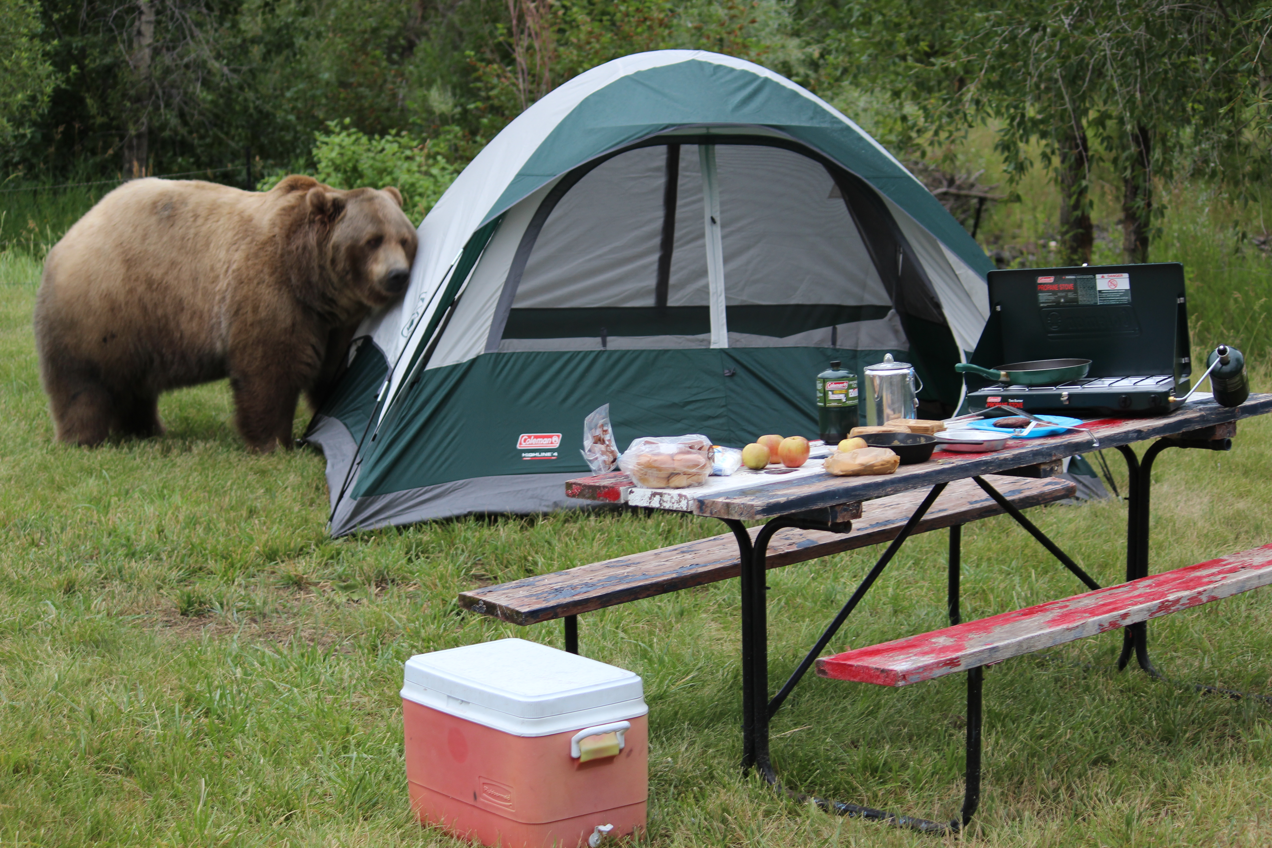 Image result for tent with a bear at camp