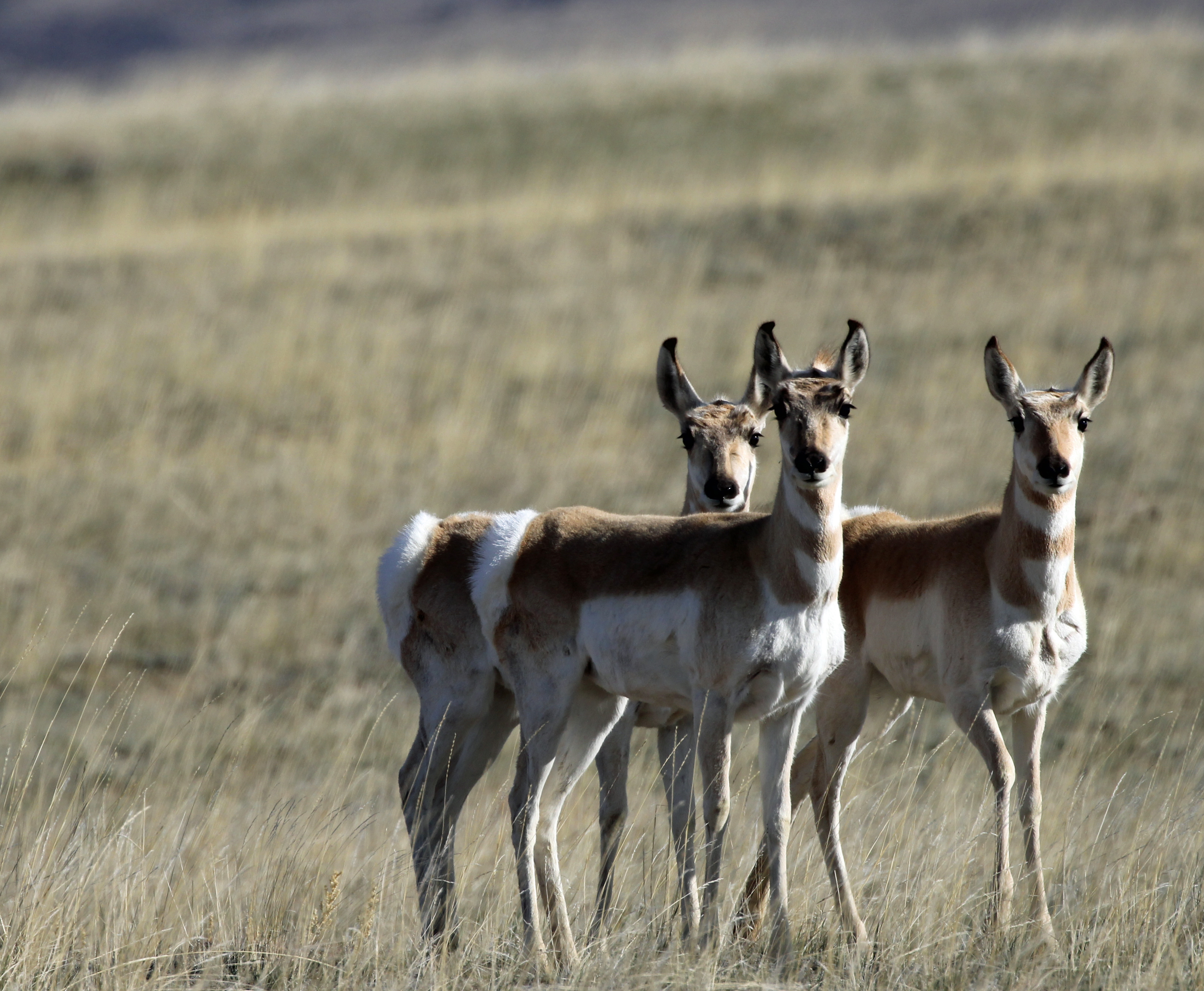 Wyoming Game and Fish Department - Draw results available June 21