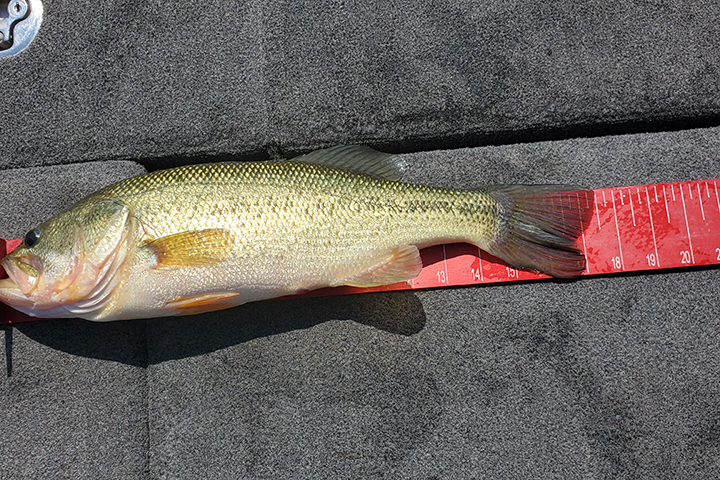 https://wgfd.wyo.gov/getmedia/766aad5a-1ed0-4daf-8820-3381a567b8fb/Master-Angler-10-20-img9StewartLargemouthBass9