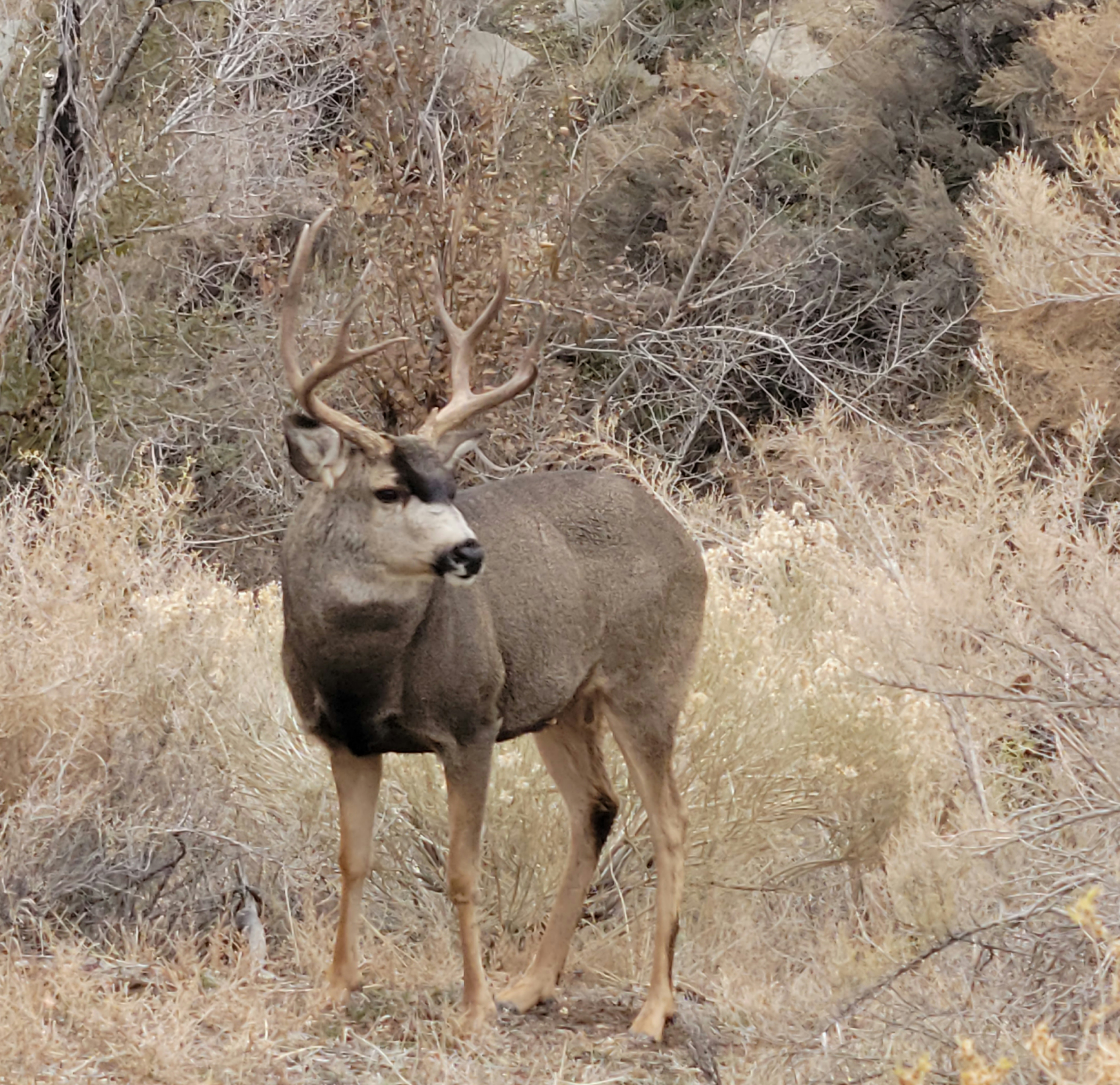 Wyoming Game And Fish Department Public Input Sought For 2022 Hunting   MD BuckNov21 Dickson