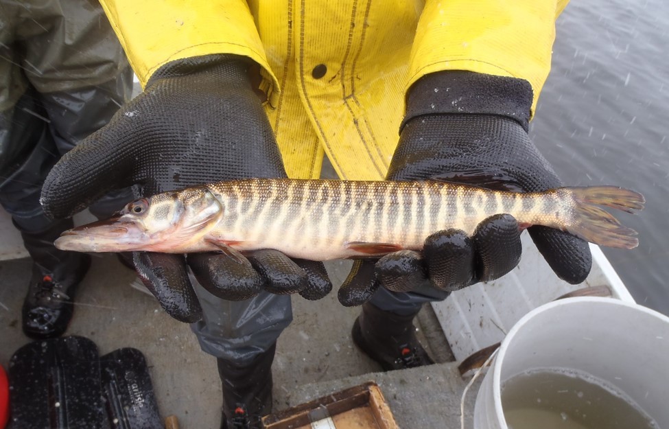 Wyoming Game and Fish Department - Tiger muskie and northern pike