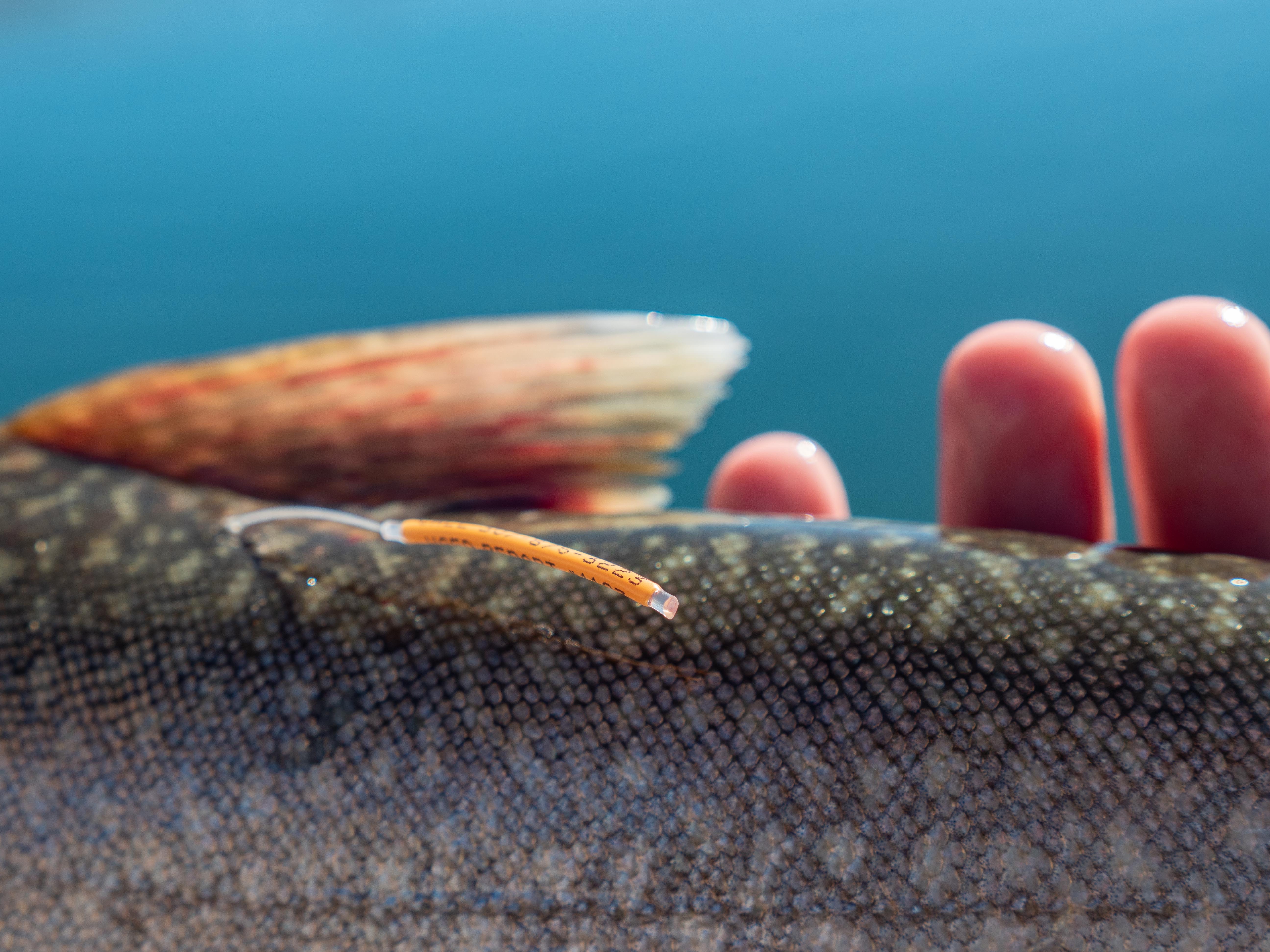 Wyoming Game and Fish Department - Managing the fishery at Flaming Gorge  Reservoir is a collaborative effort