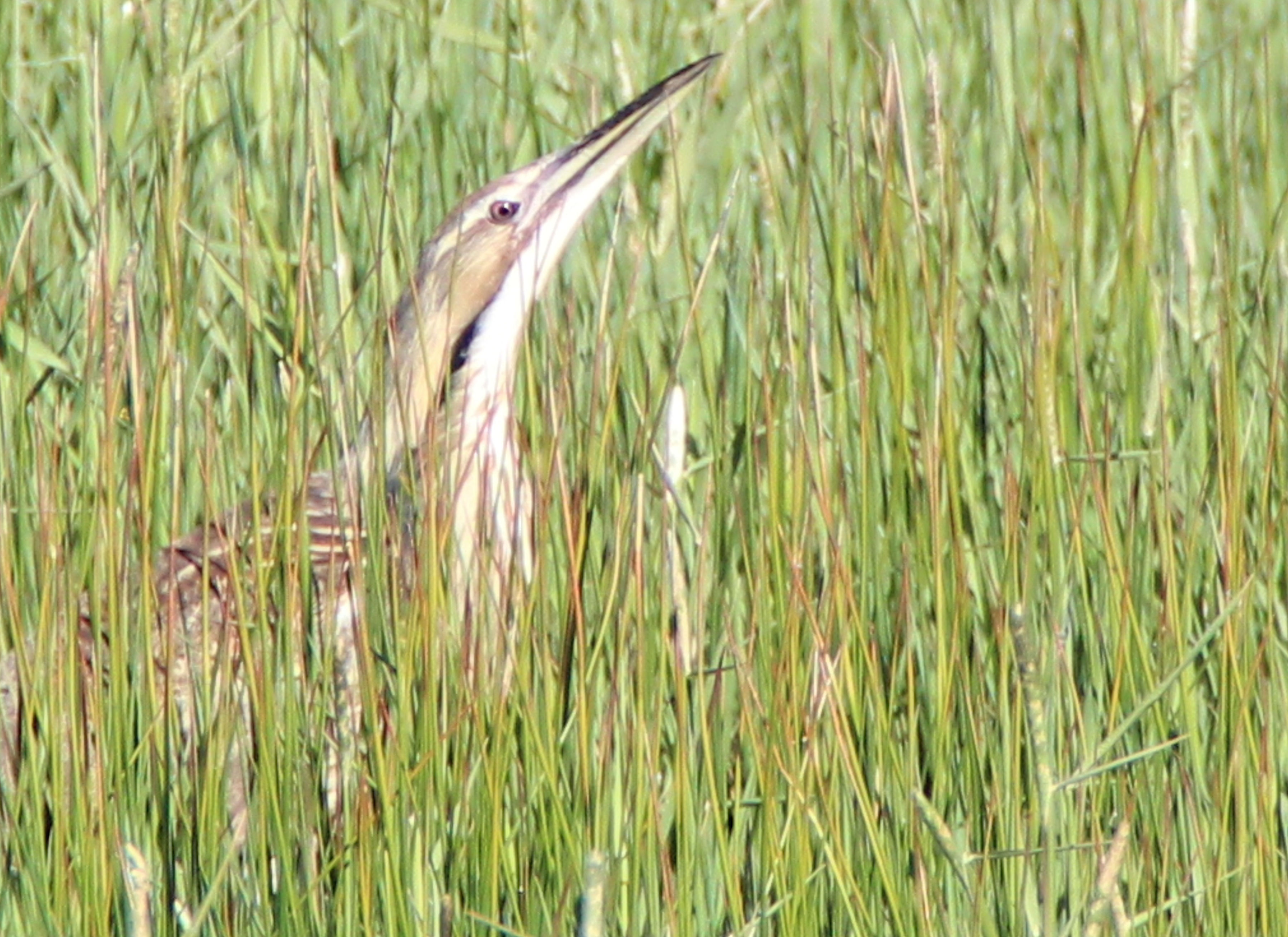 American bittern