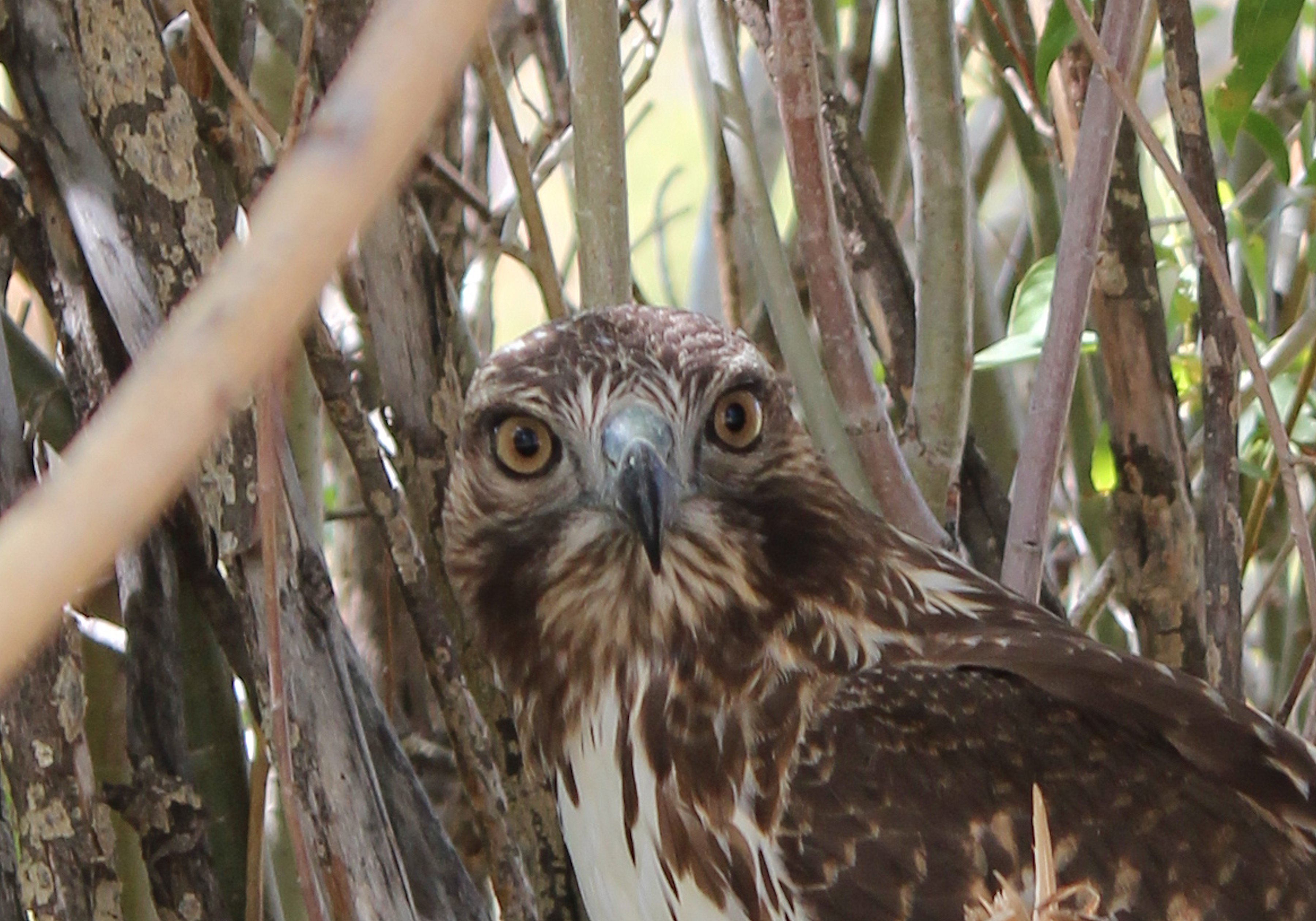 Red-tailed hawk