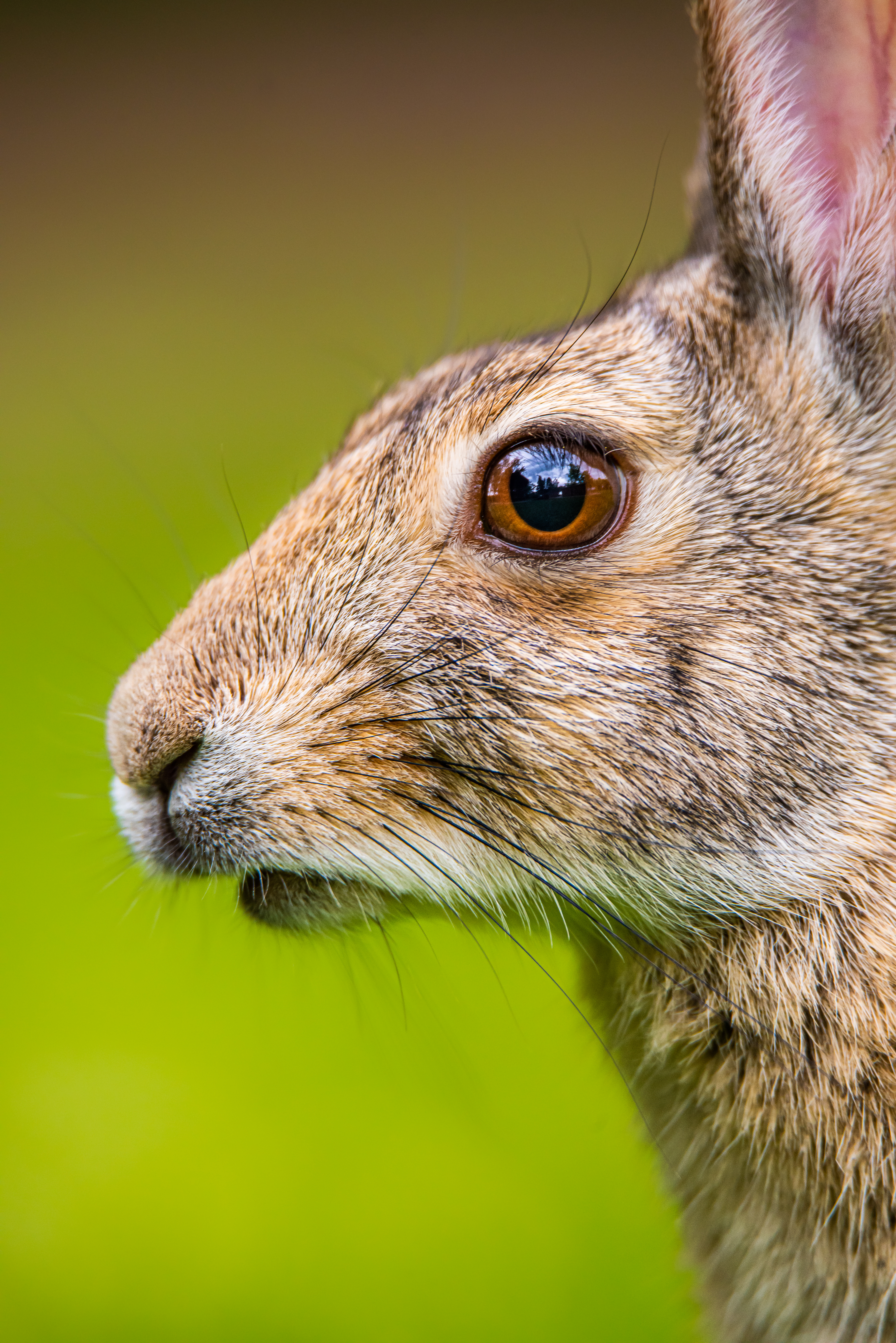 Wyoming Game and Fish Department - Report dead wild rabbits to Game and Fish