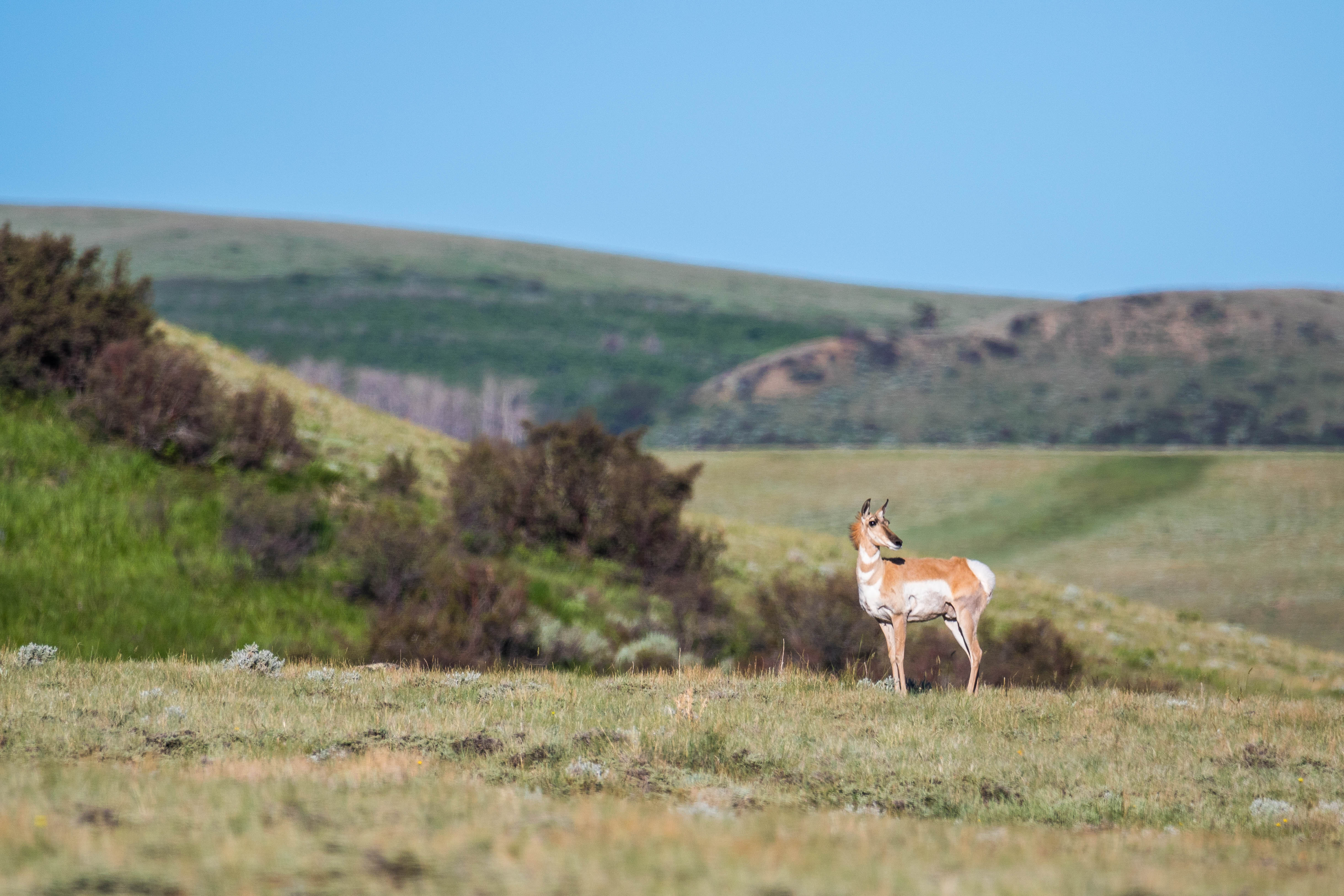 Wyoming Game and Fish Department Game and Fish GIS technology work