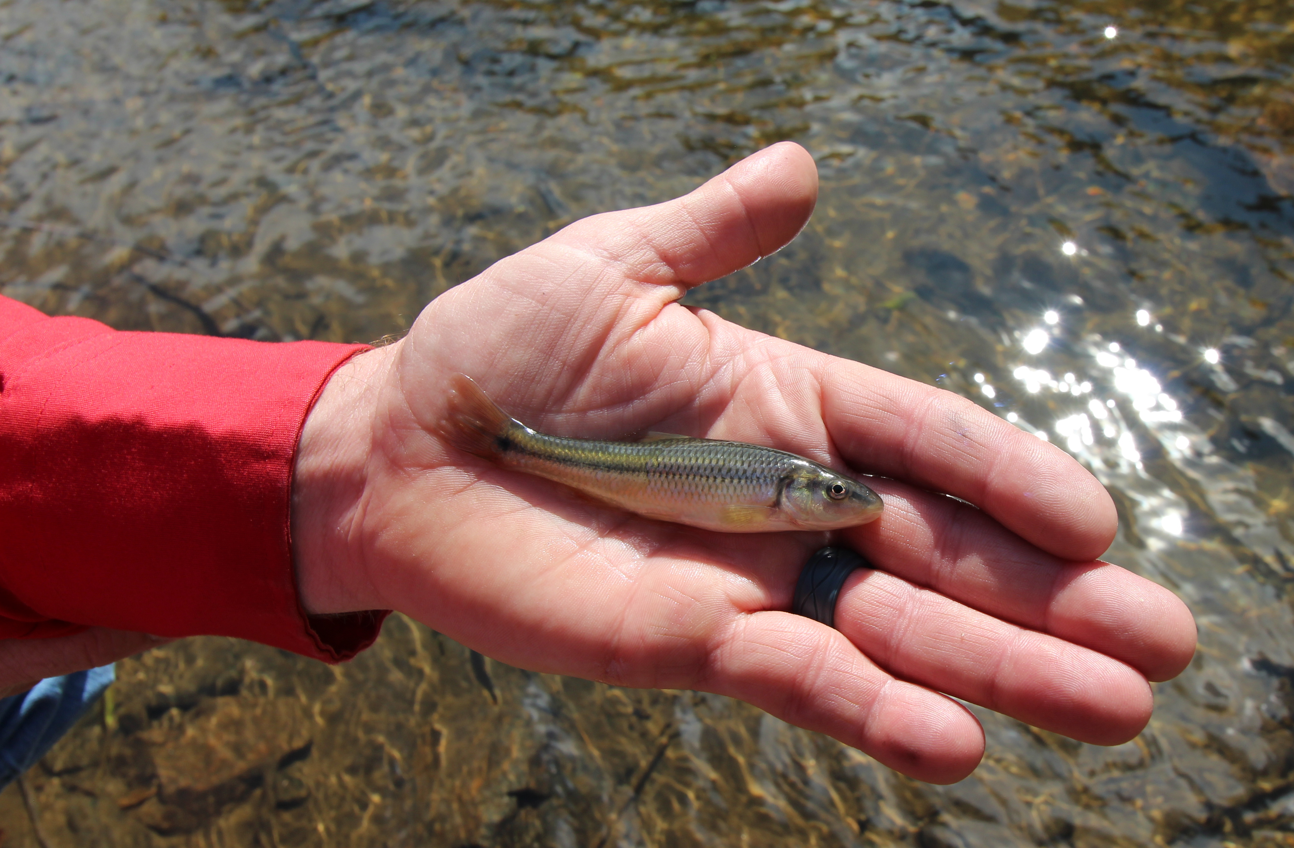 Wyoming Game and Fish Department - Hornyhead chub transplanted