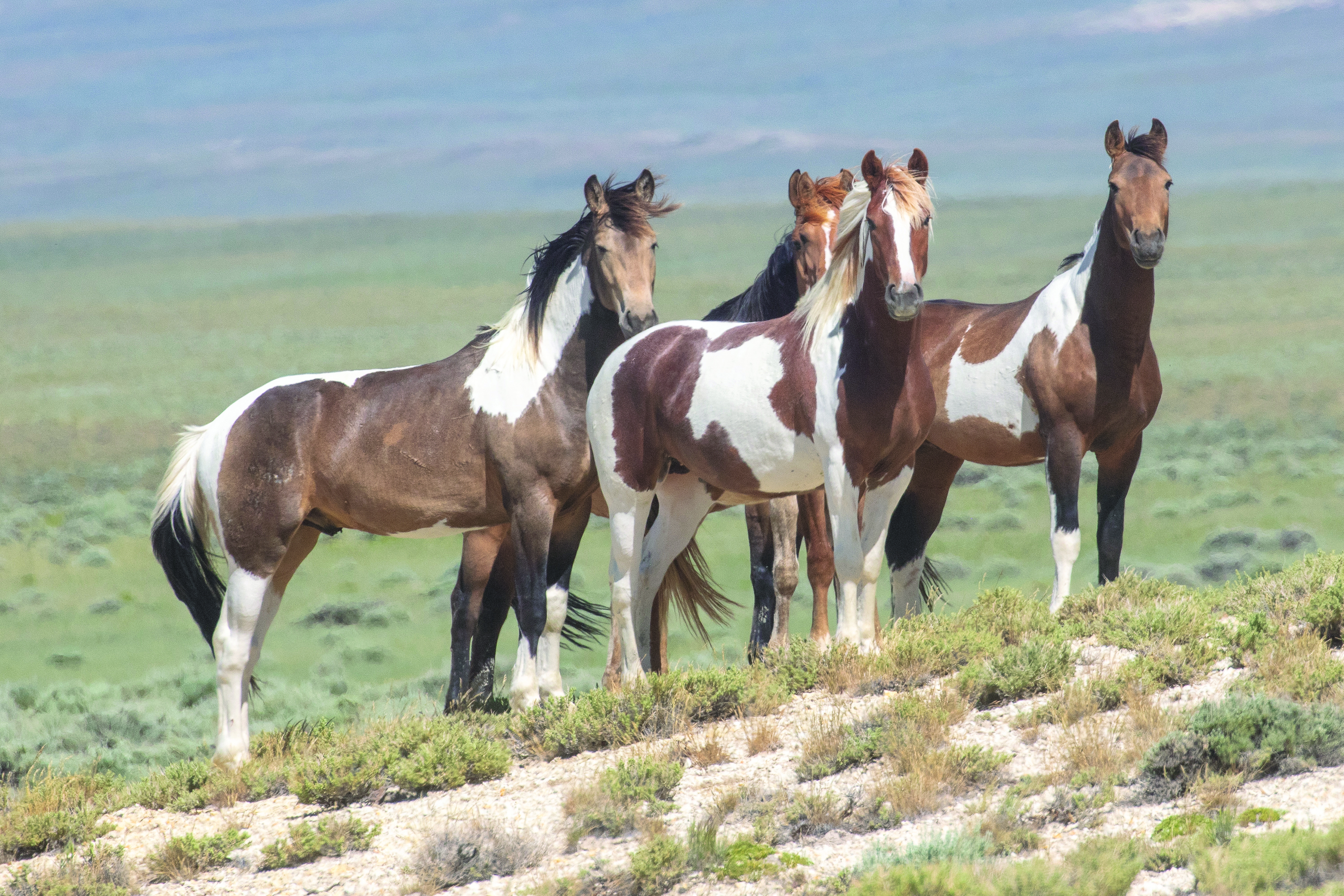 Horses in Wyoming