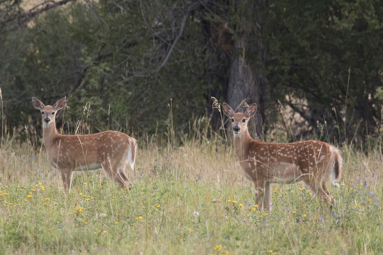 Wyoming Game and Fish Department Landowner license deadline May 15