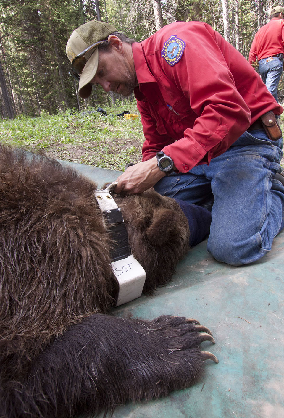 Wyoming Game And Fish Department - Game And Fish To Begin Grizzly Bear ...