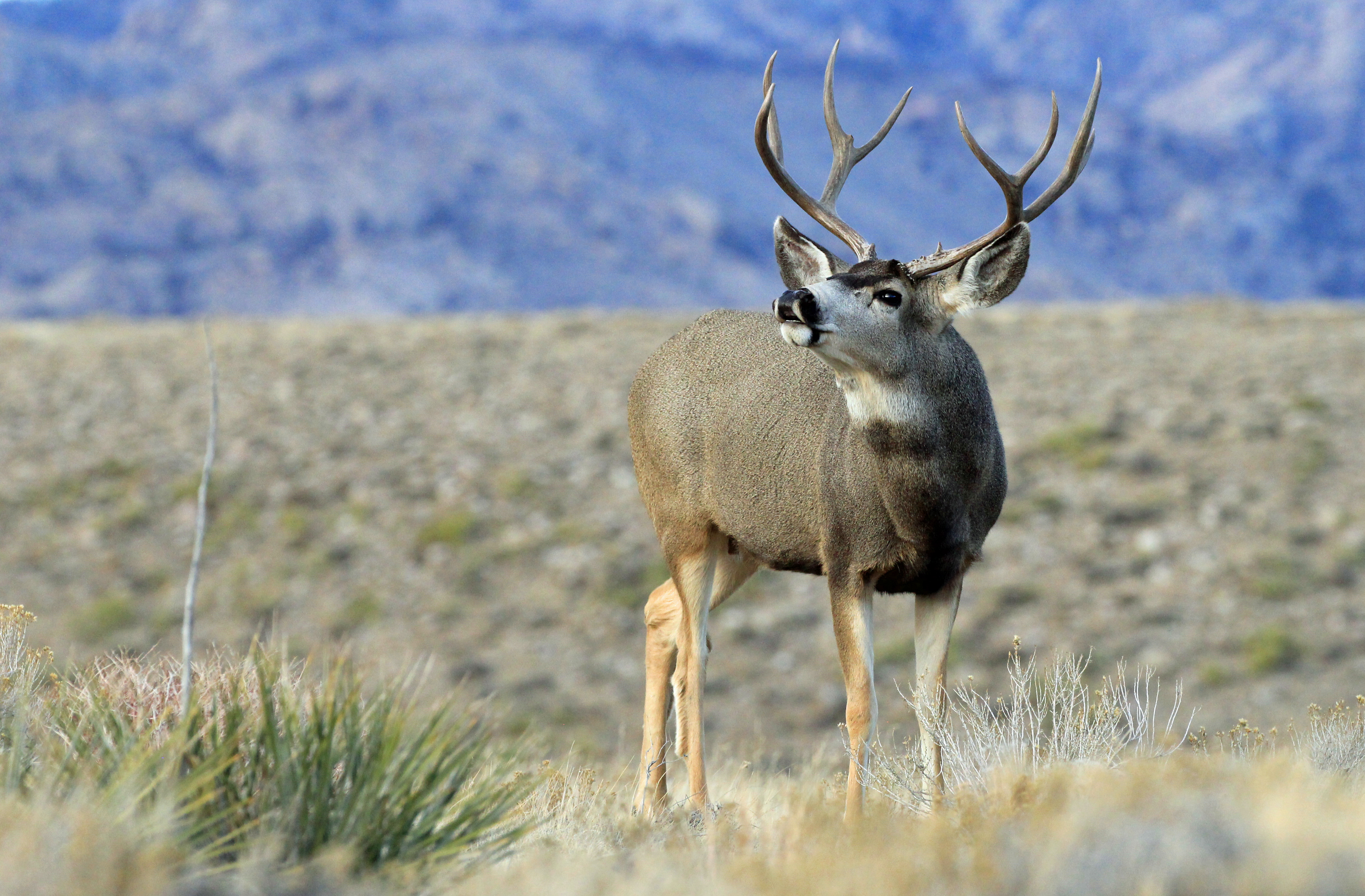 Wyoming Game And Fish Department - Hunting Forecast For The Casper Region