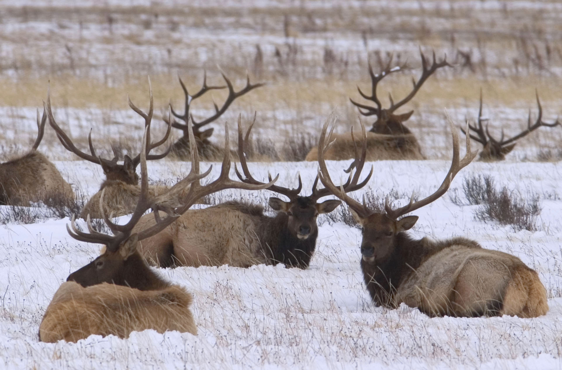 Wyoming Game and Fish Department First big Wyoming hunting