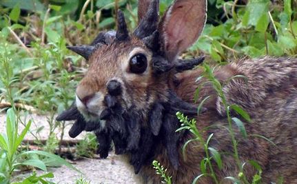 Jackalope