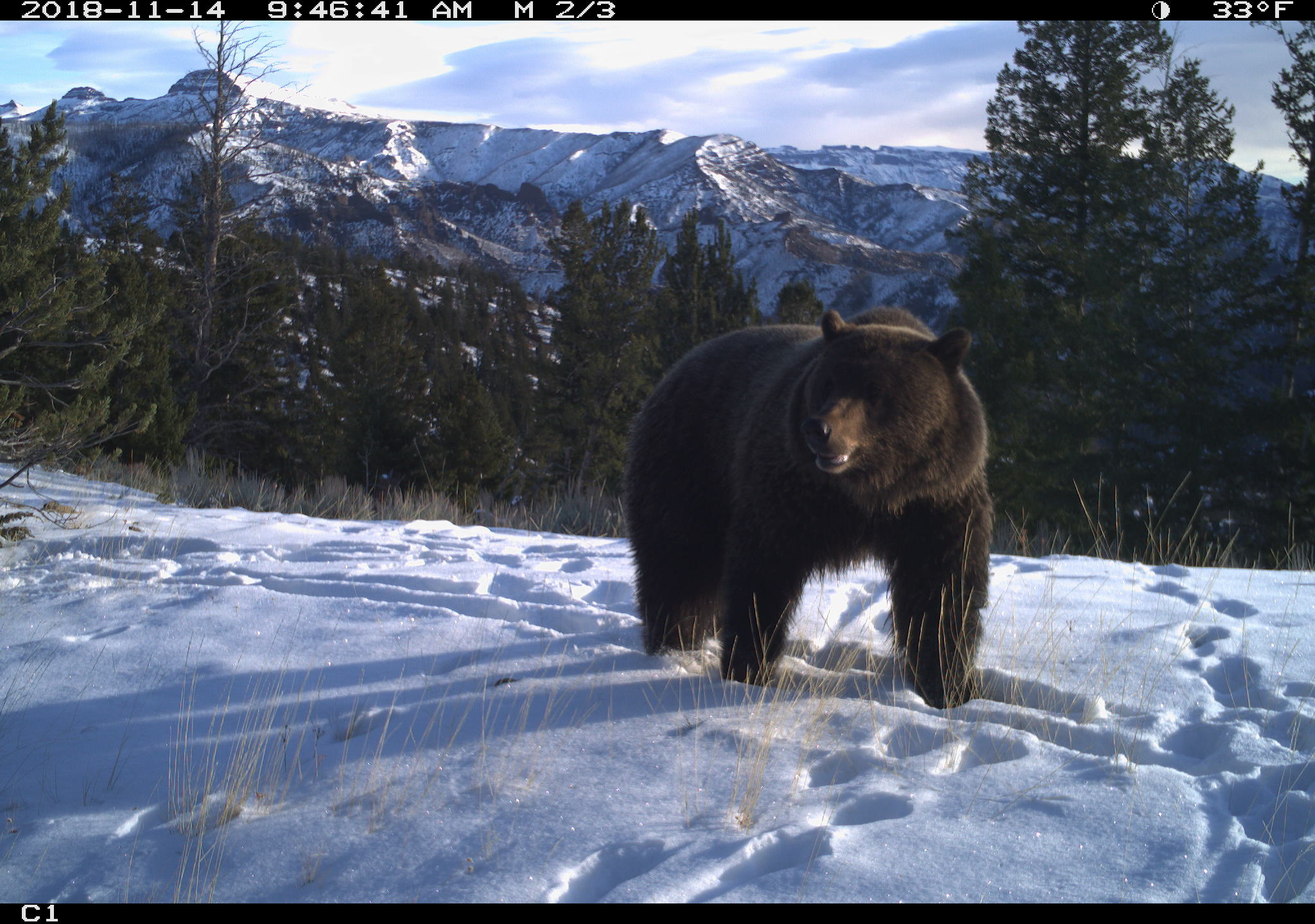 Trail camera images help Game and Fish monitor wildlife
