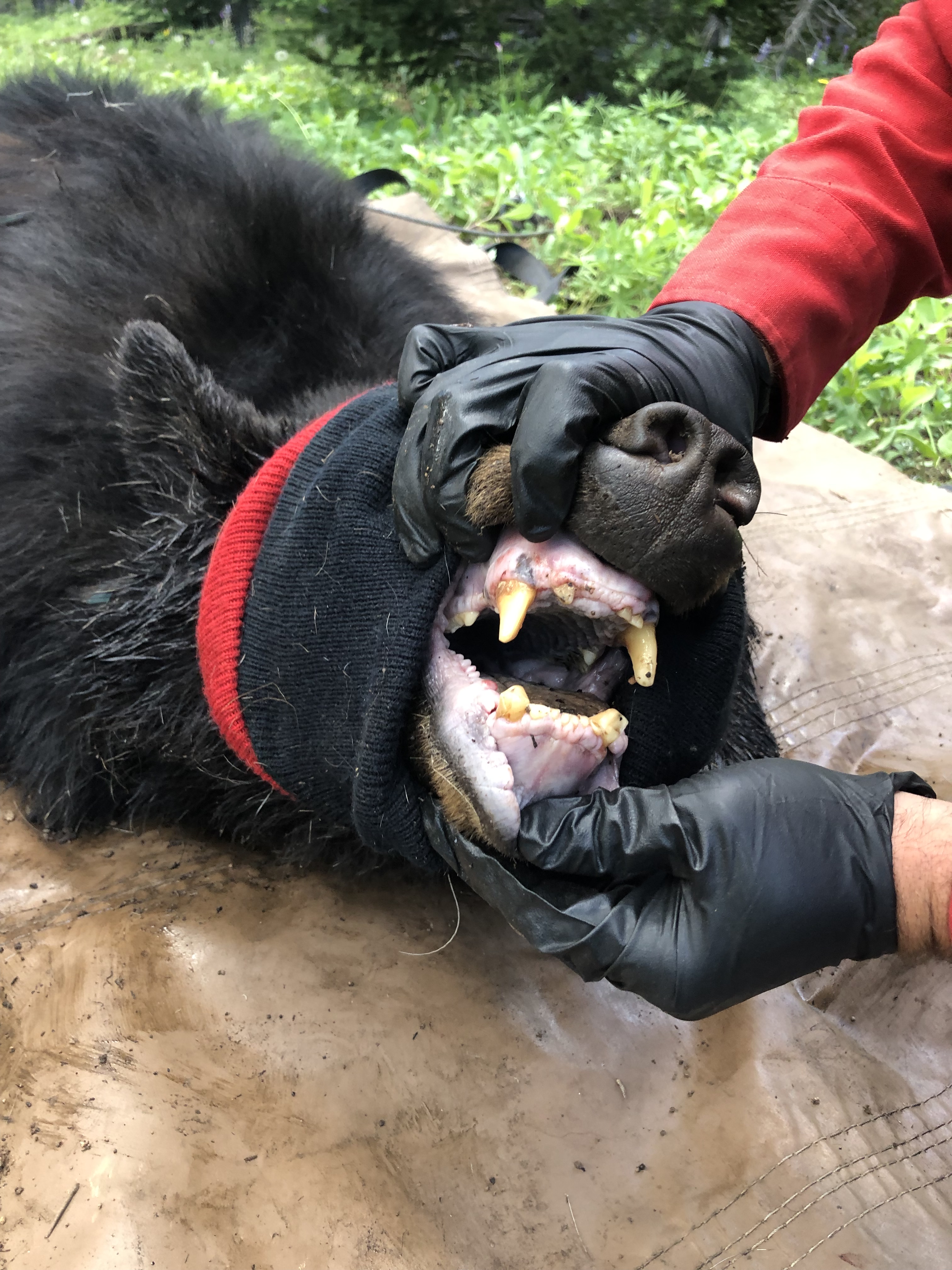 black bear teeth