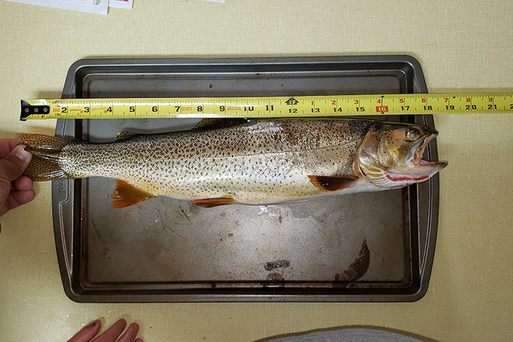 Fish Measuring Boxes for Trophy Rainbow Trout 