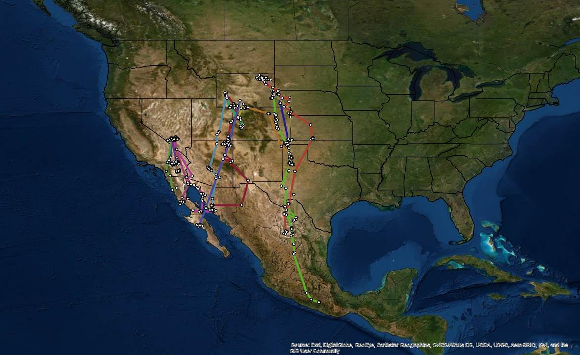 map of western burrowing owls are found where in texas