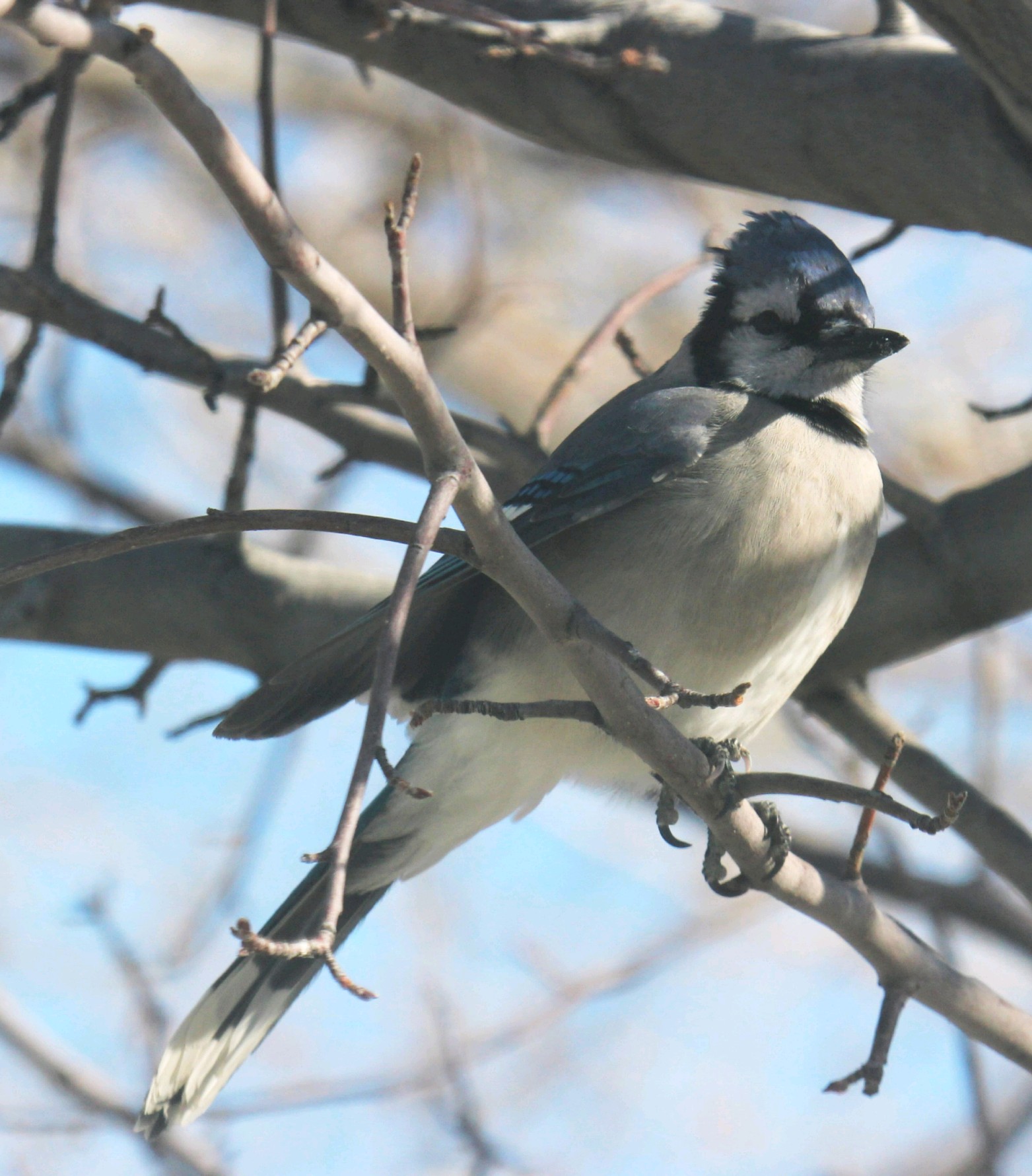 Blue jay