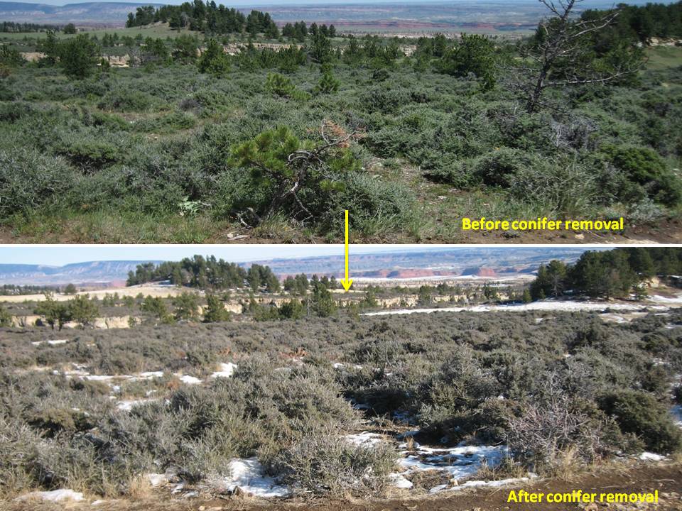 conifer before and after