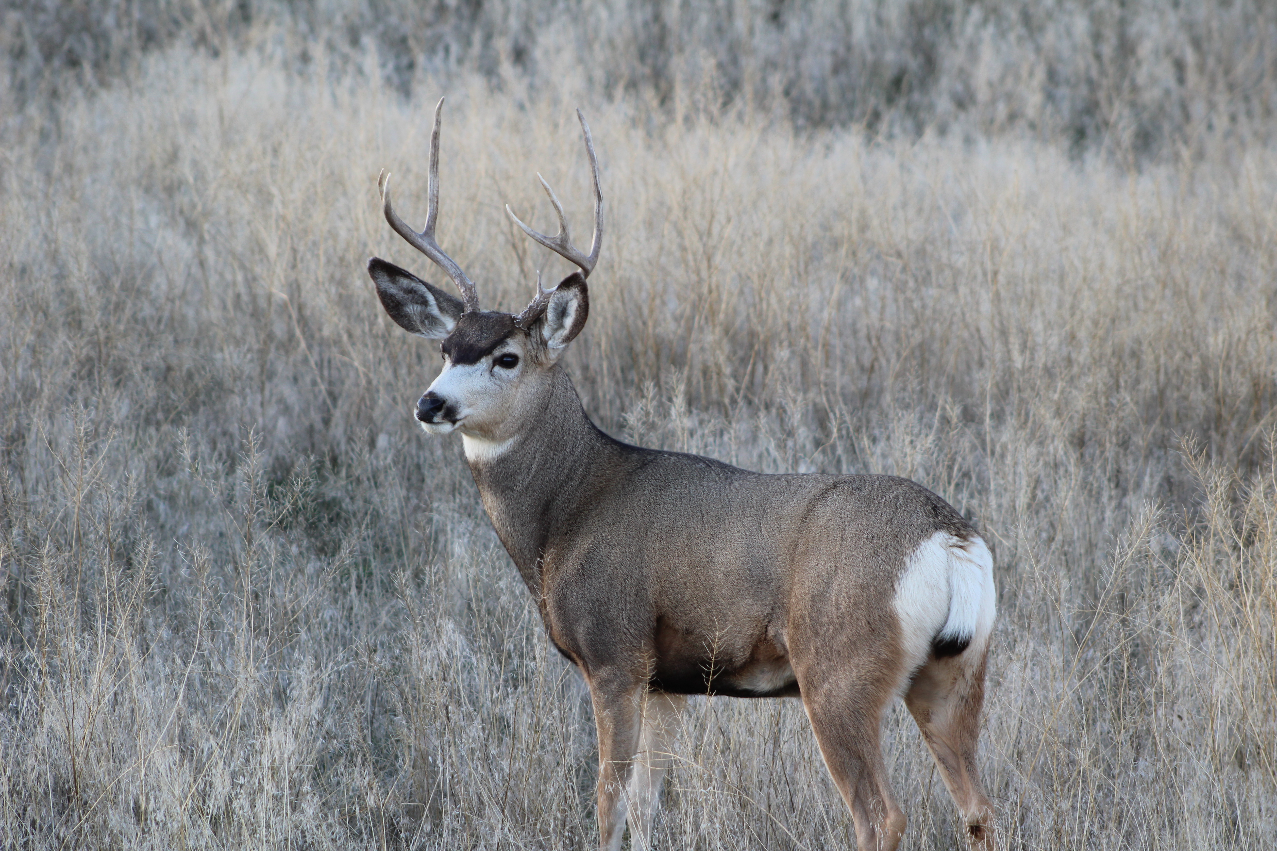 Wyoming Game and Fish Department Deer classification results
