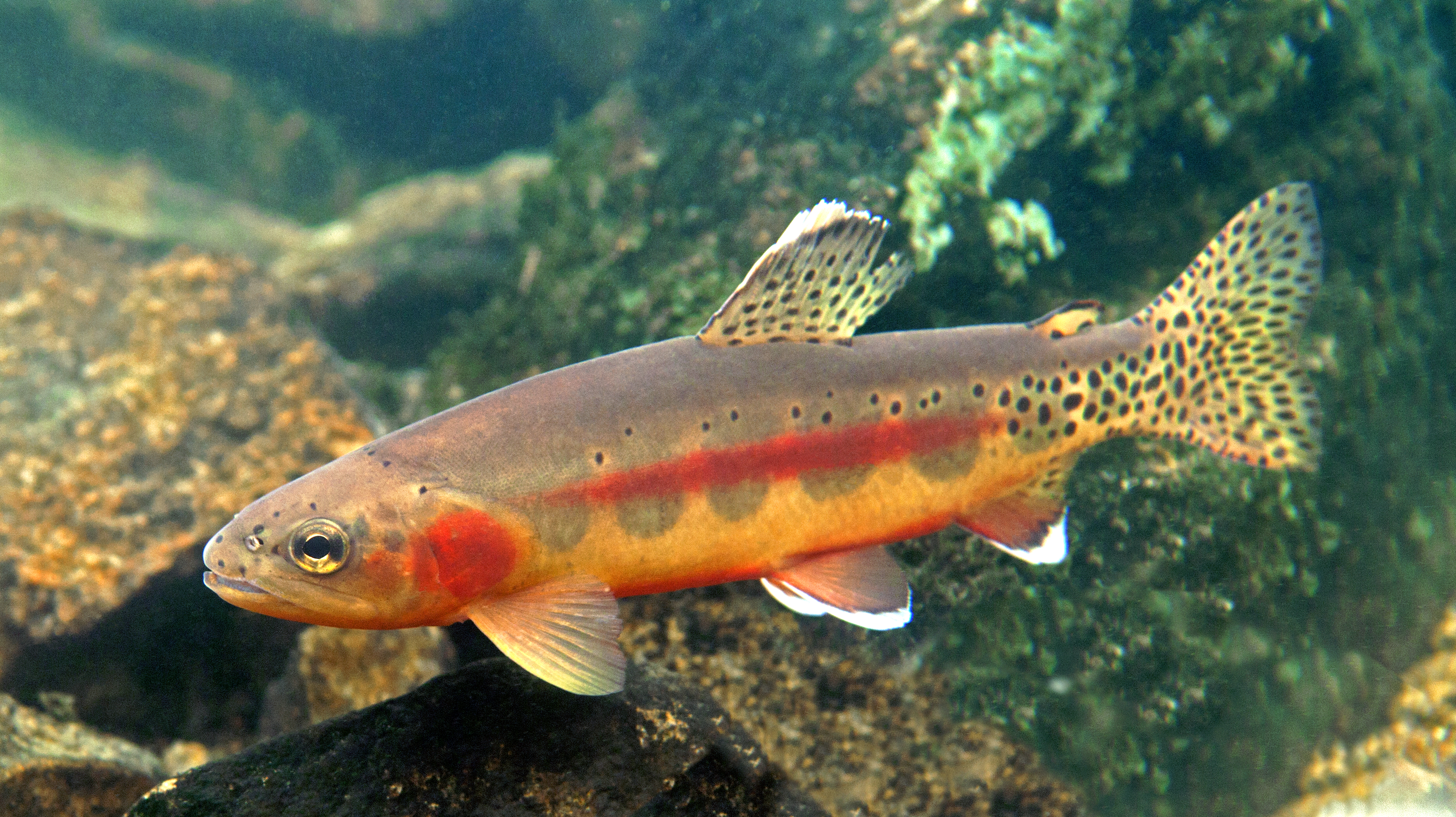 Golden-Trout-Wind-River-Range,-Wyoming?width=800&height=448&ext=.jpg