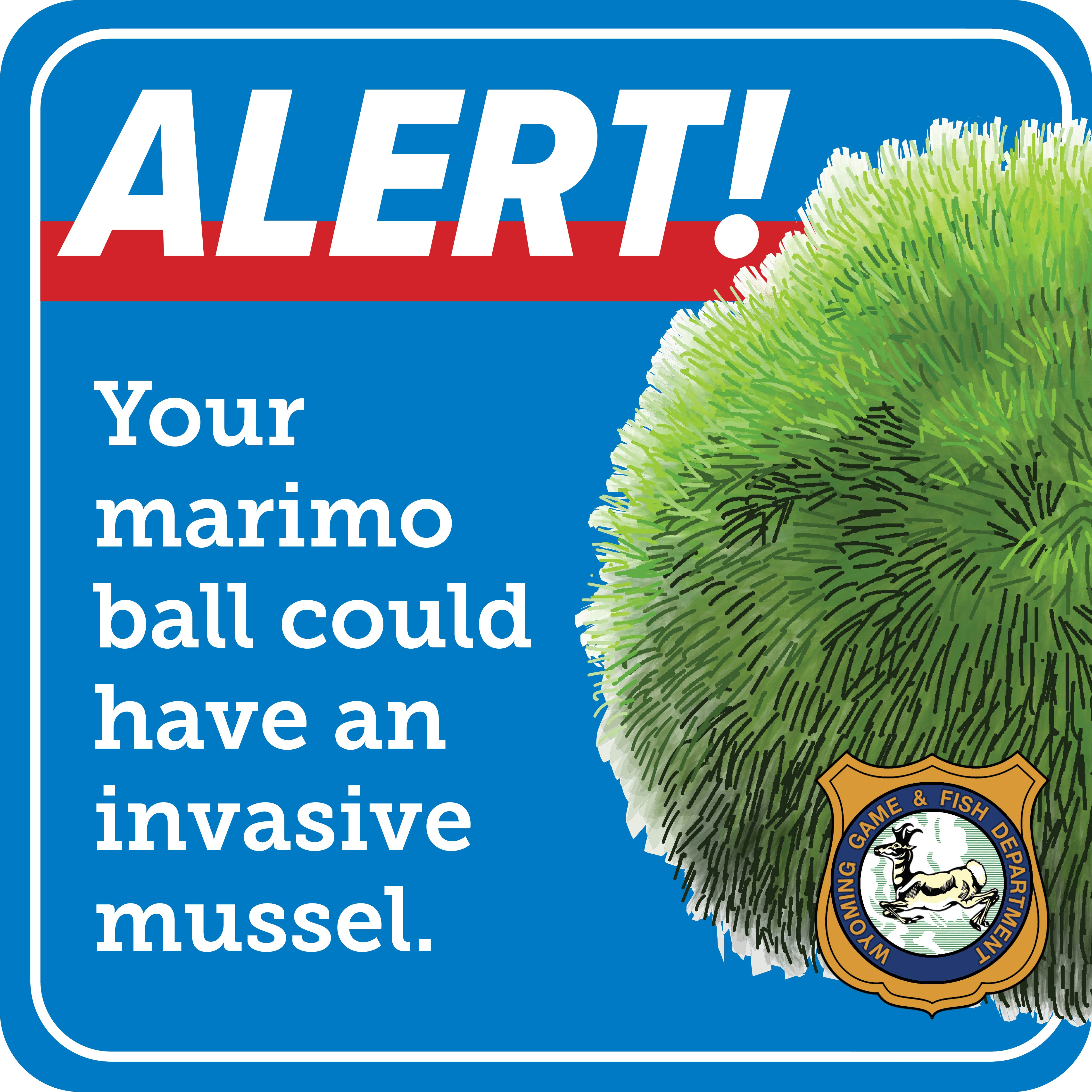 Wyoming Game and Fish Department - Aquarium owners: Dispose of “moss balls”