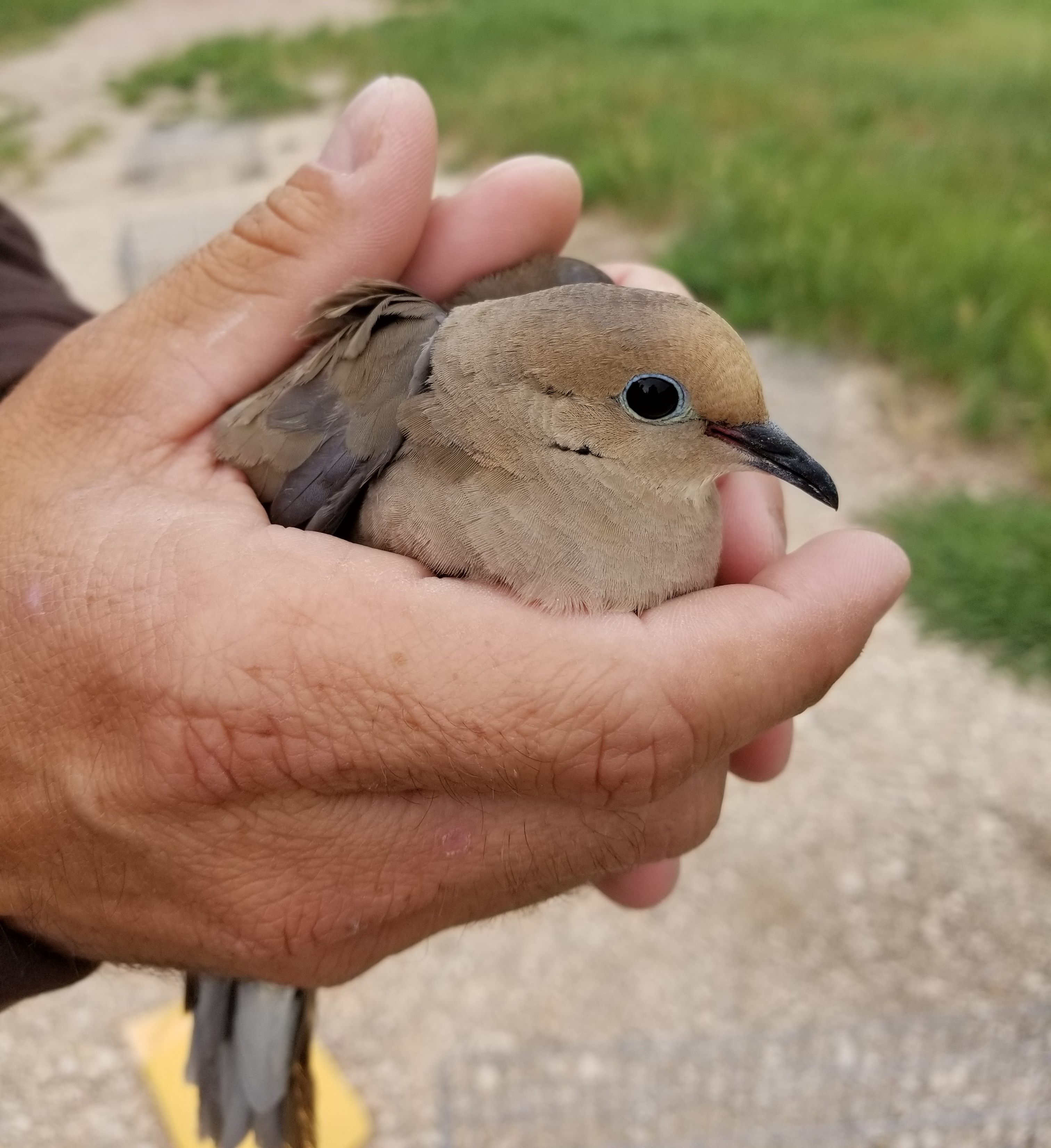 Wyoming Game and Fish Department Mourning dove banding at Amsden