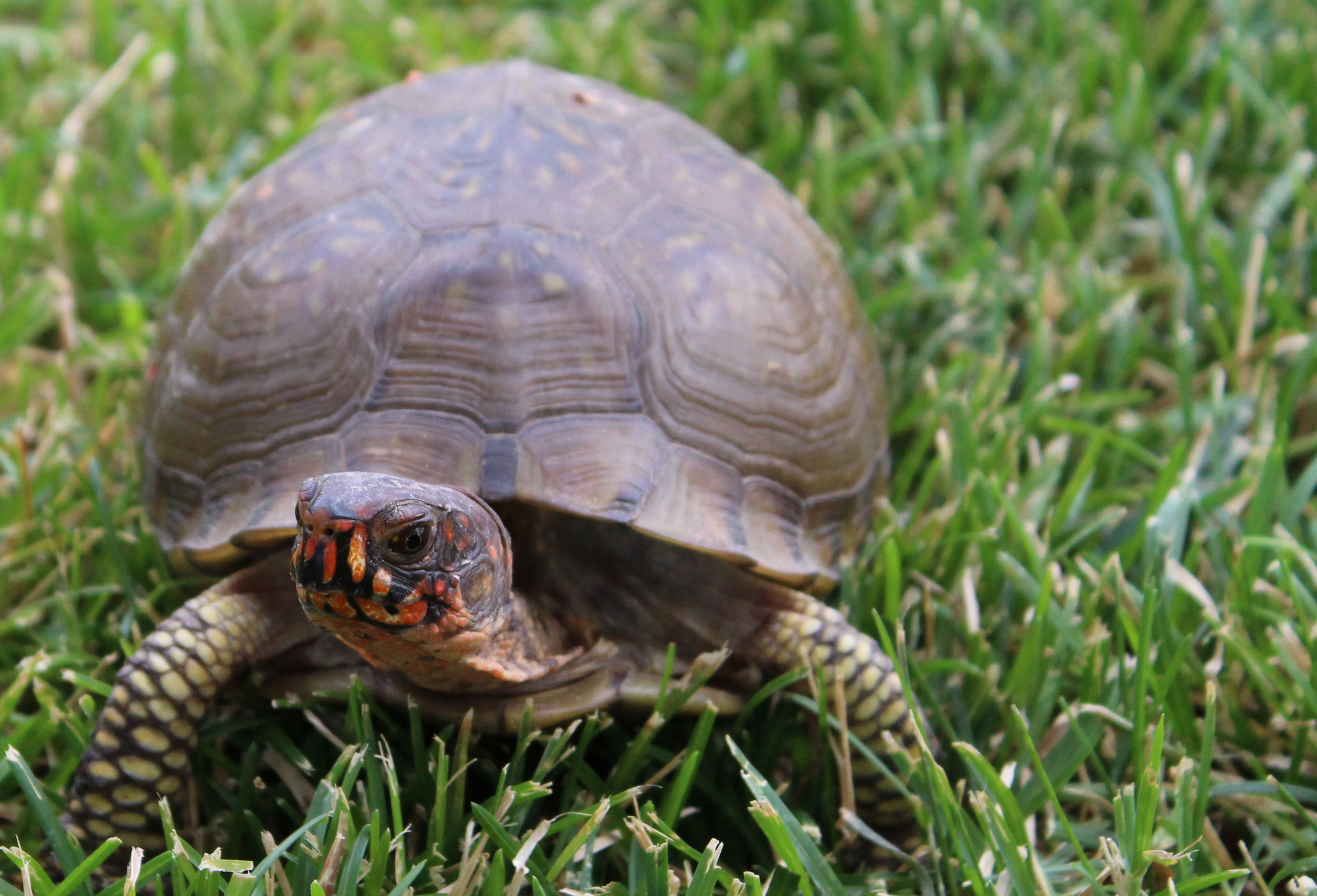 https://wgfd.wyo.gov/getmedia/e16f75b0-6e54-4bdd-9ddc-2c0244a462c6/ornate-box-turtle-female-2018-wold?width=500&height=340&ext=.jpg