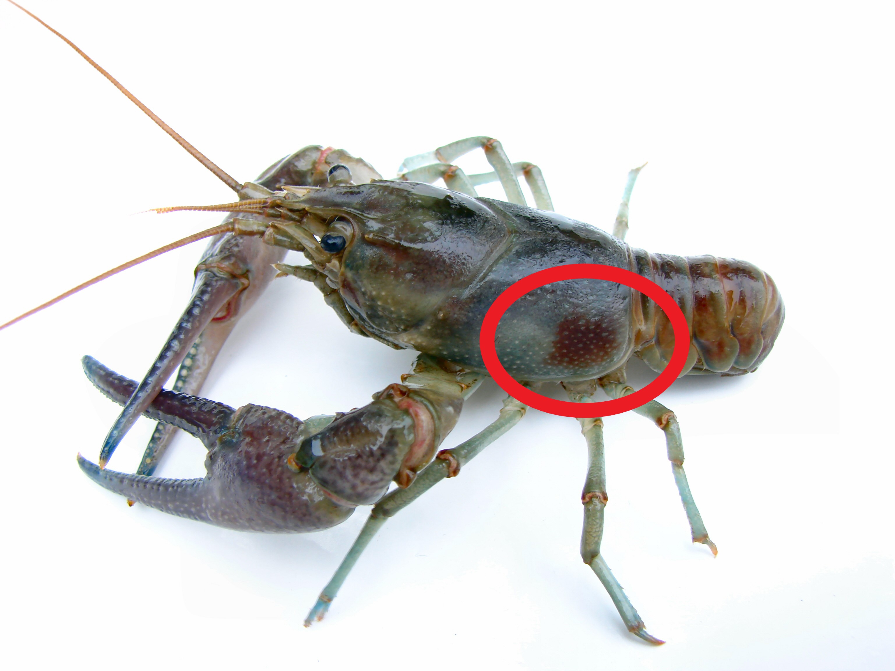 Mark, can I harvest crayfish in Wyoming lakes and rivers?
