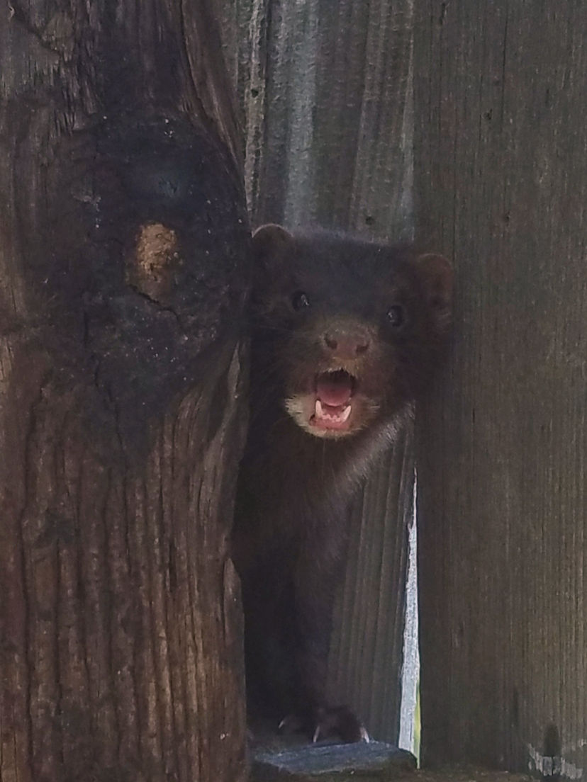 Wyoming Game and Fish Department - American mink Wyoming Game and Fish Department - American mink
