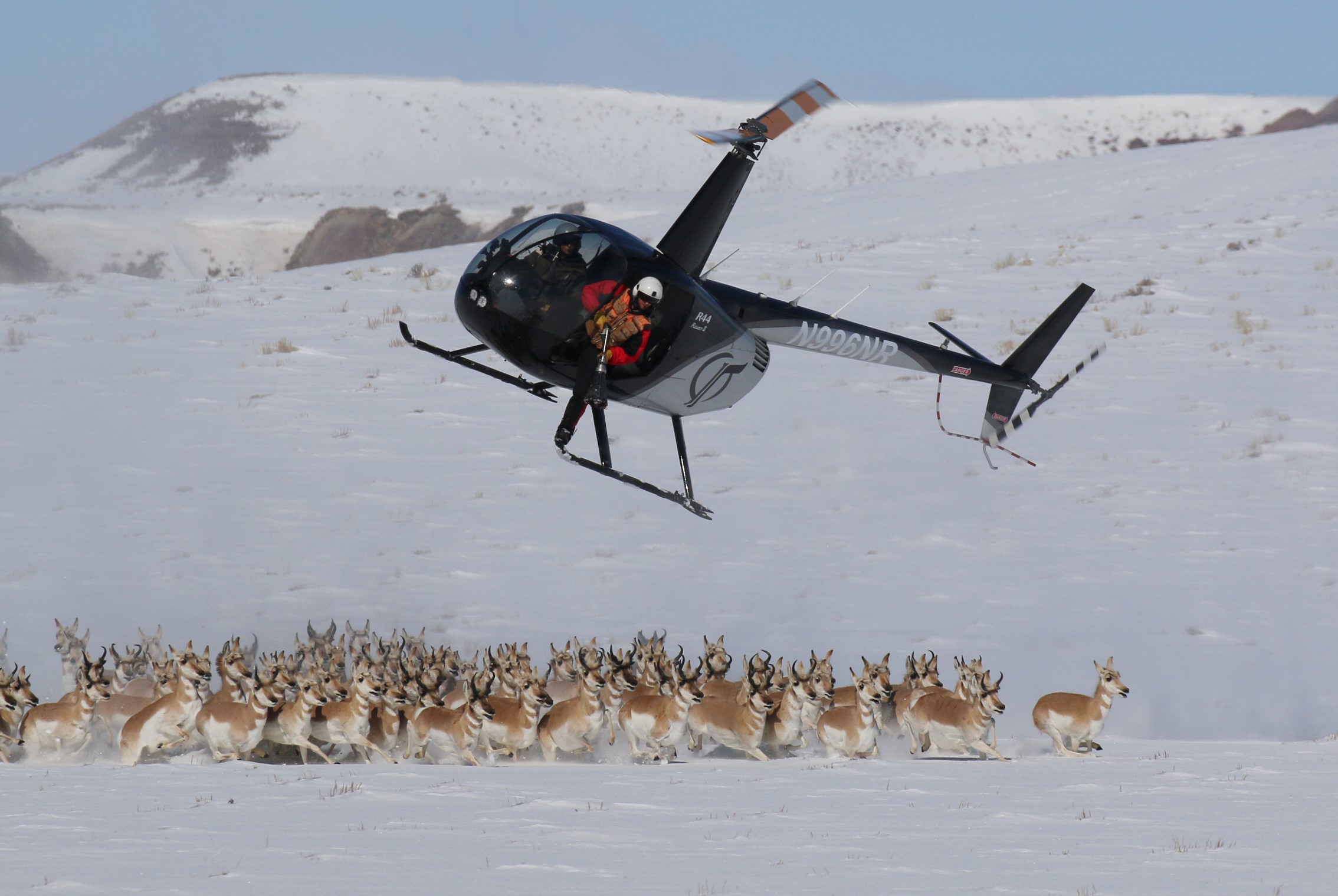 Wyoming Game and Fish Department - Nasal Bots/Cuterebra