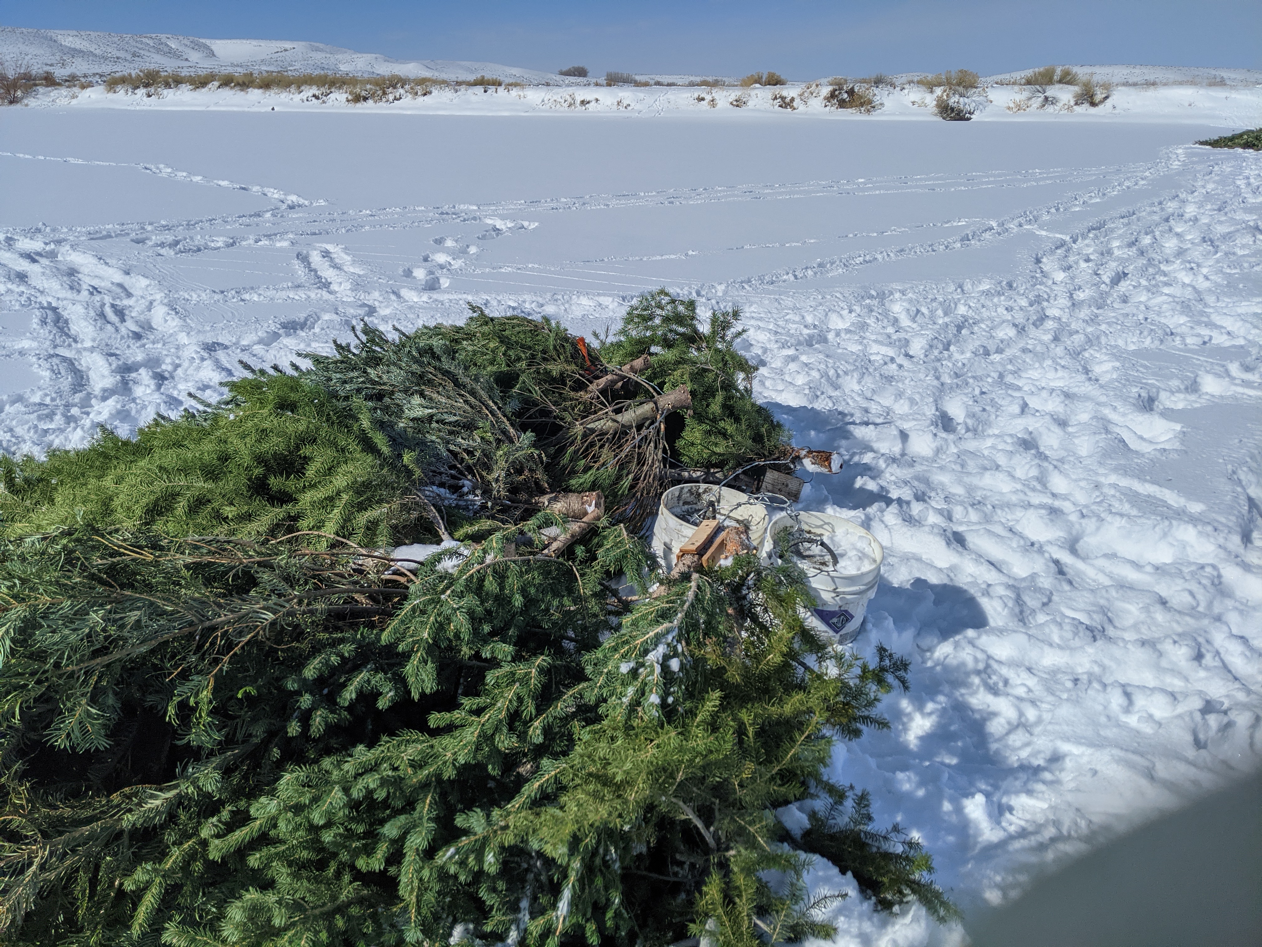 Wyoming Game And Fish Department Recycled Christmas Trees Create Fish Habitat At Mayland Reservoir