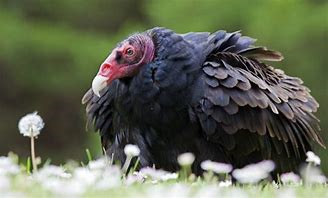 Turkey Vulture