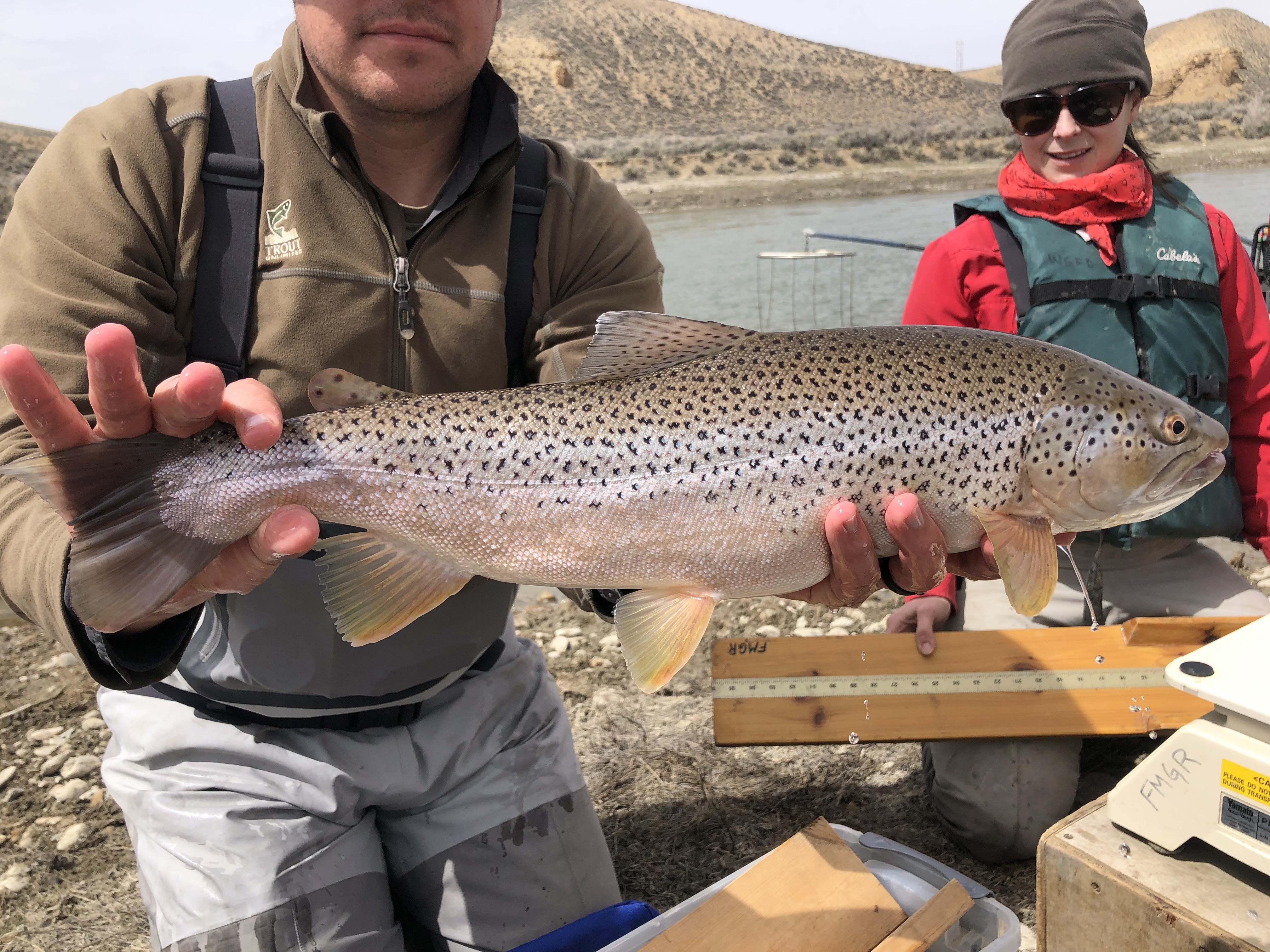 Game and Fish, TU and local students team up to study trout movements