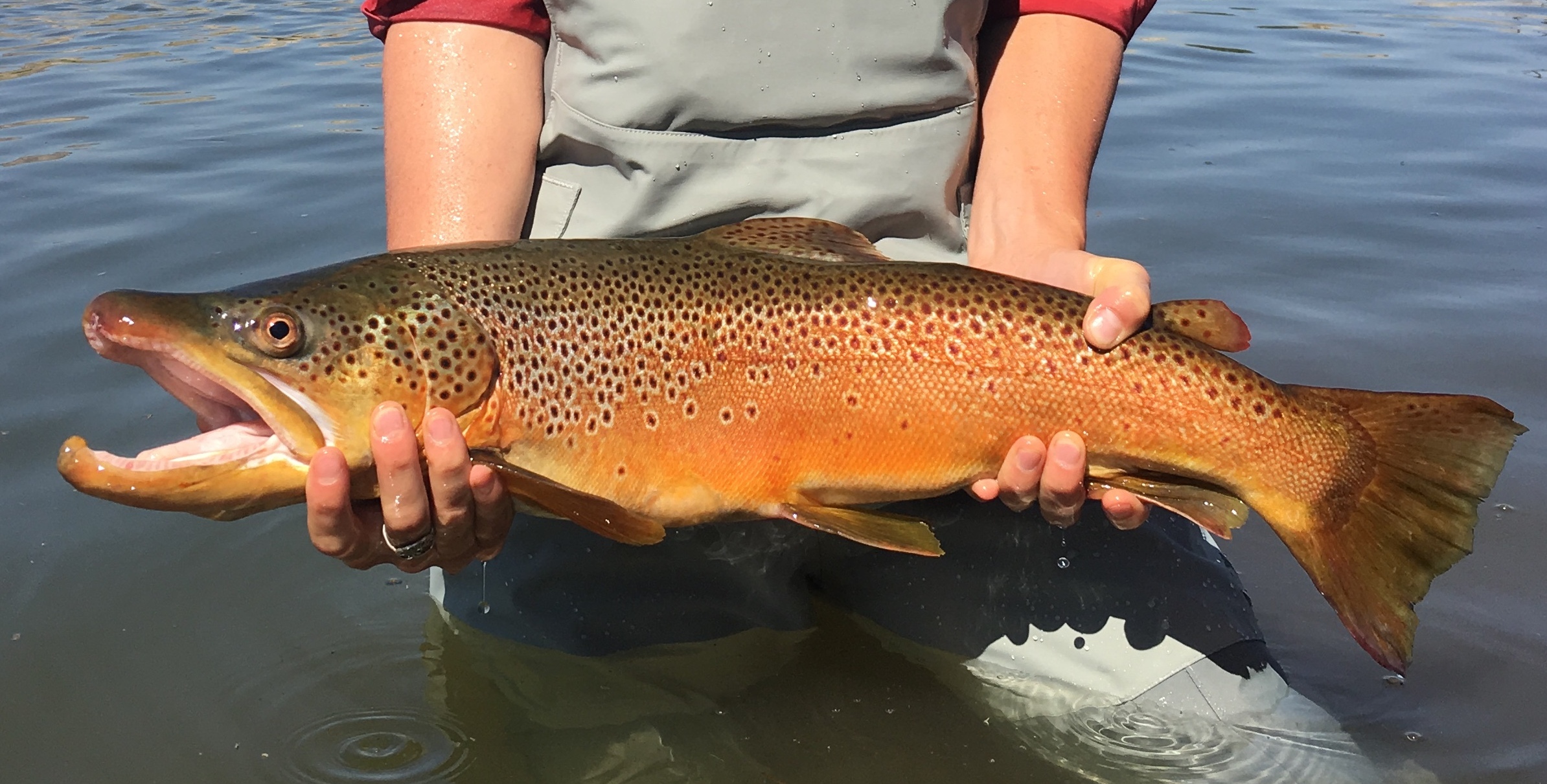 wyoming game and fish