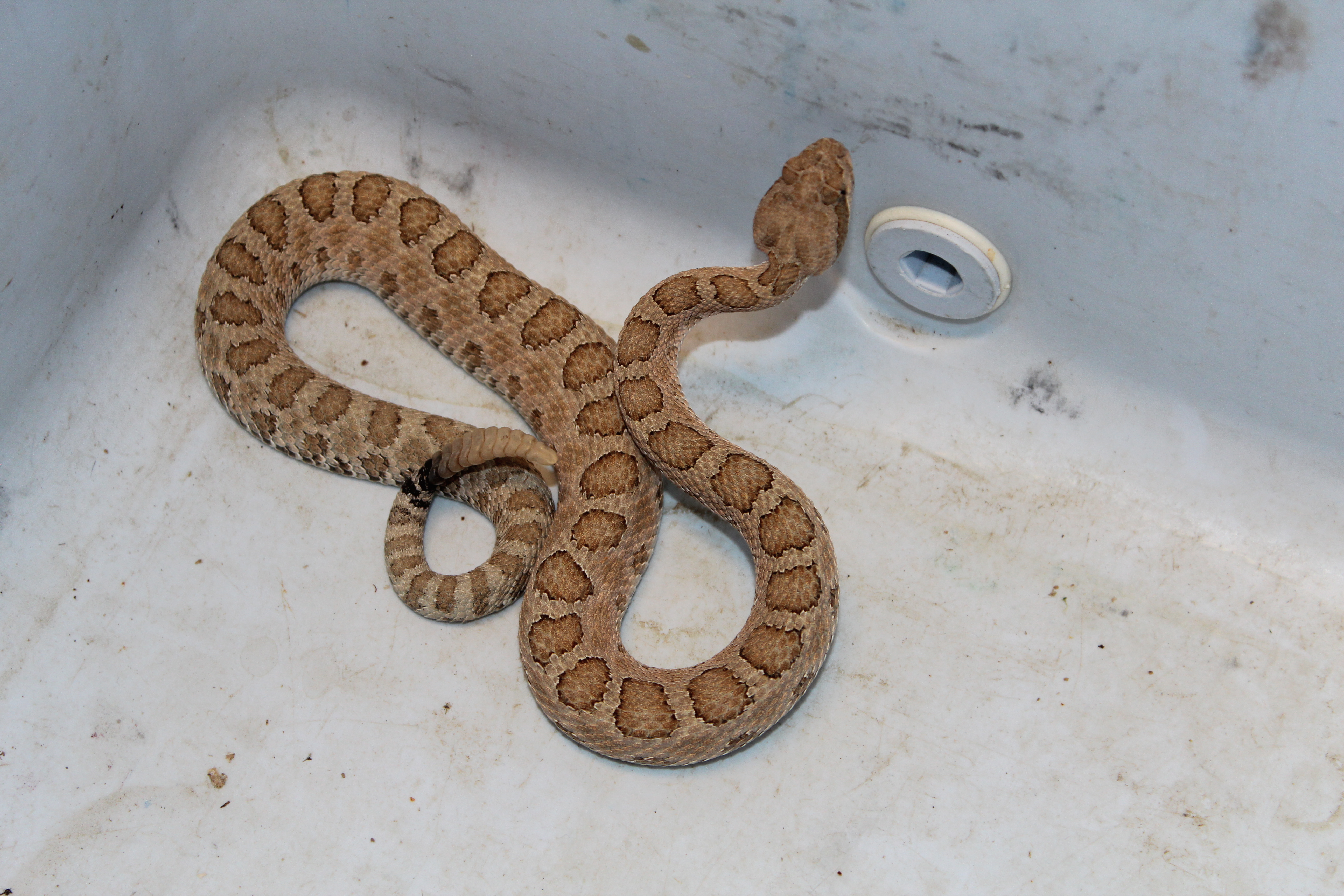 Midget-faded rattlesnake