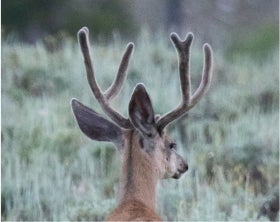 Antler Shot 1