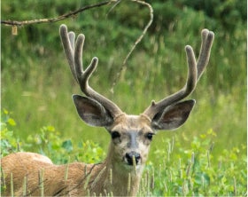 Antler Shot 4