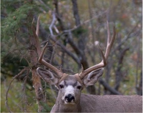 Antler Shot 3