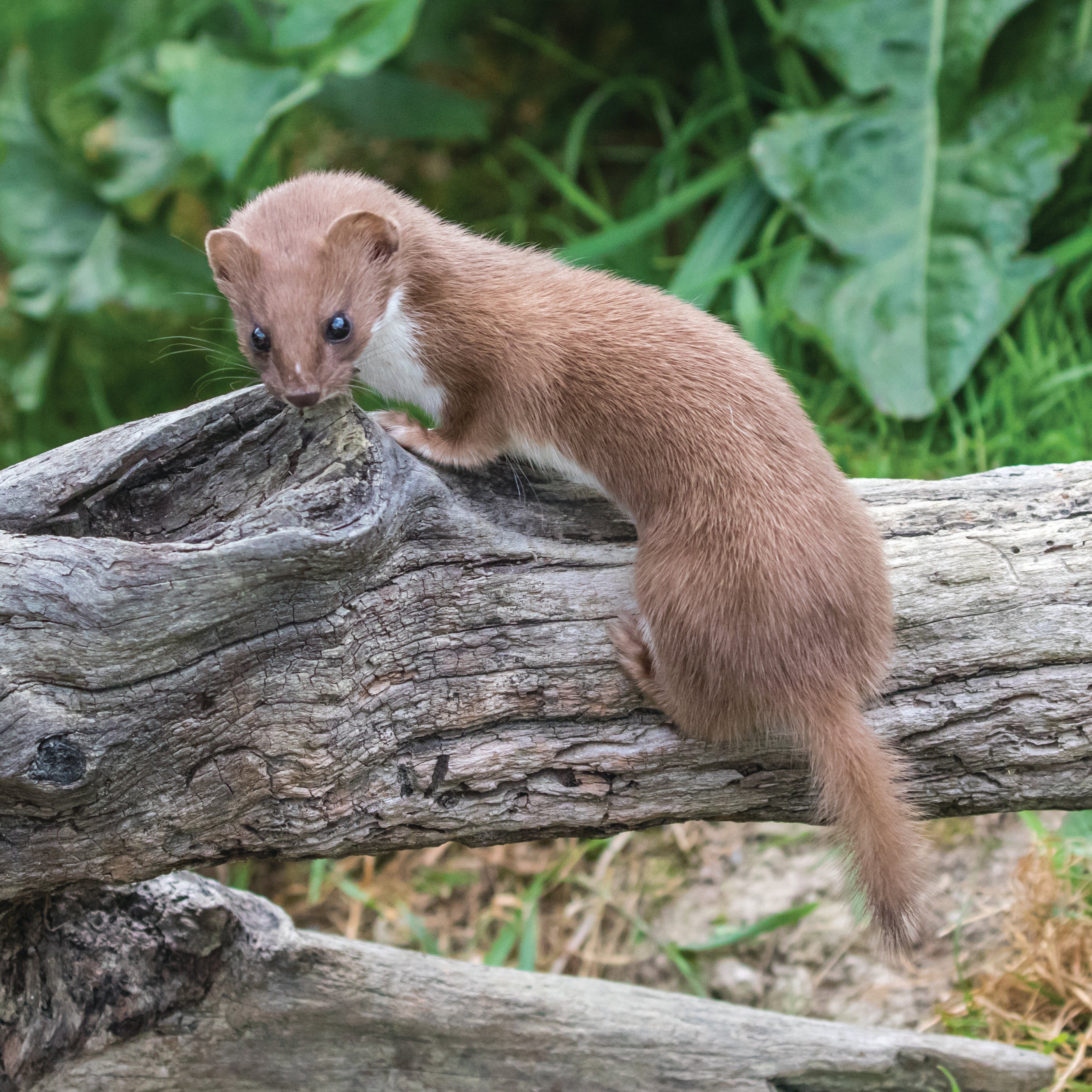 Least weasel (square)