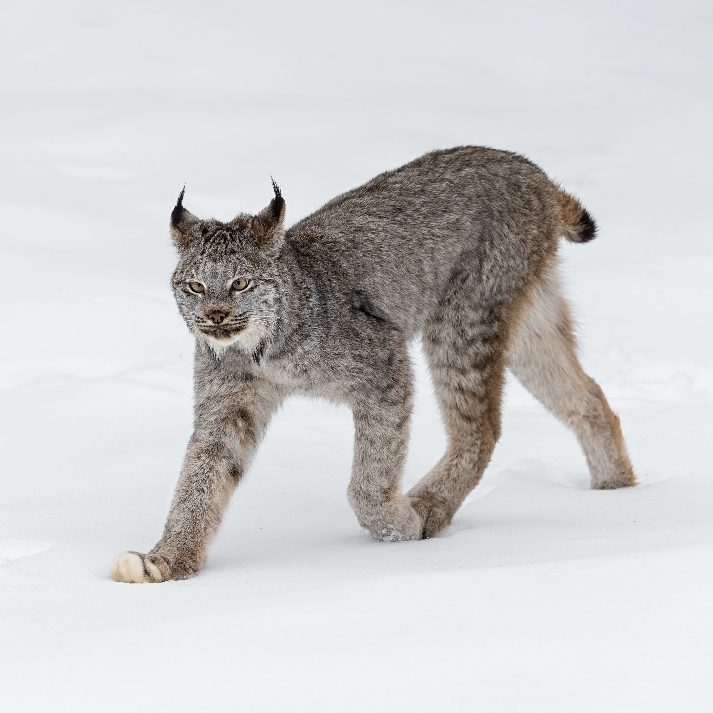 Canada Lynx (Square)