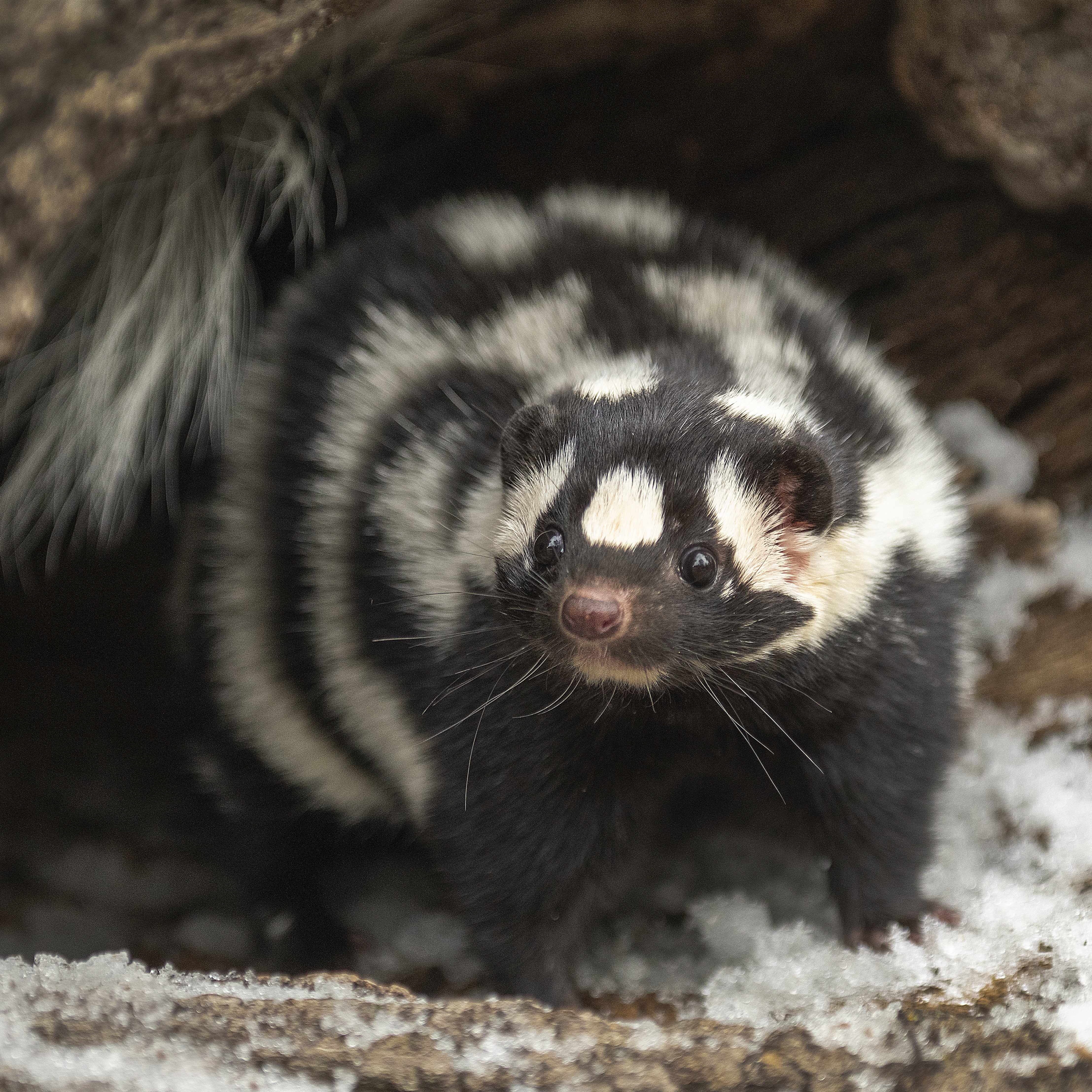 Spotted skunk (Square)