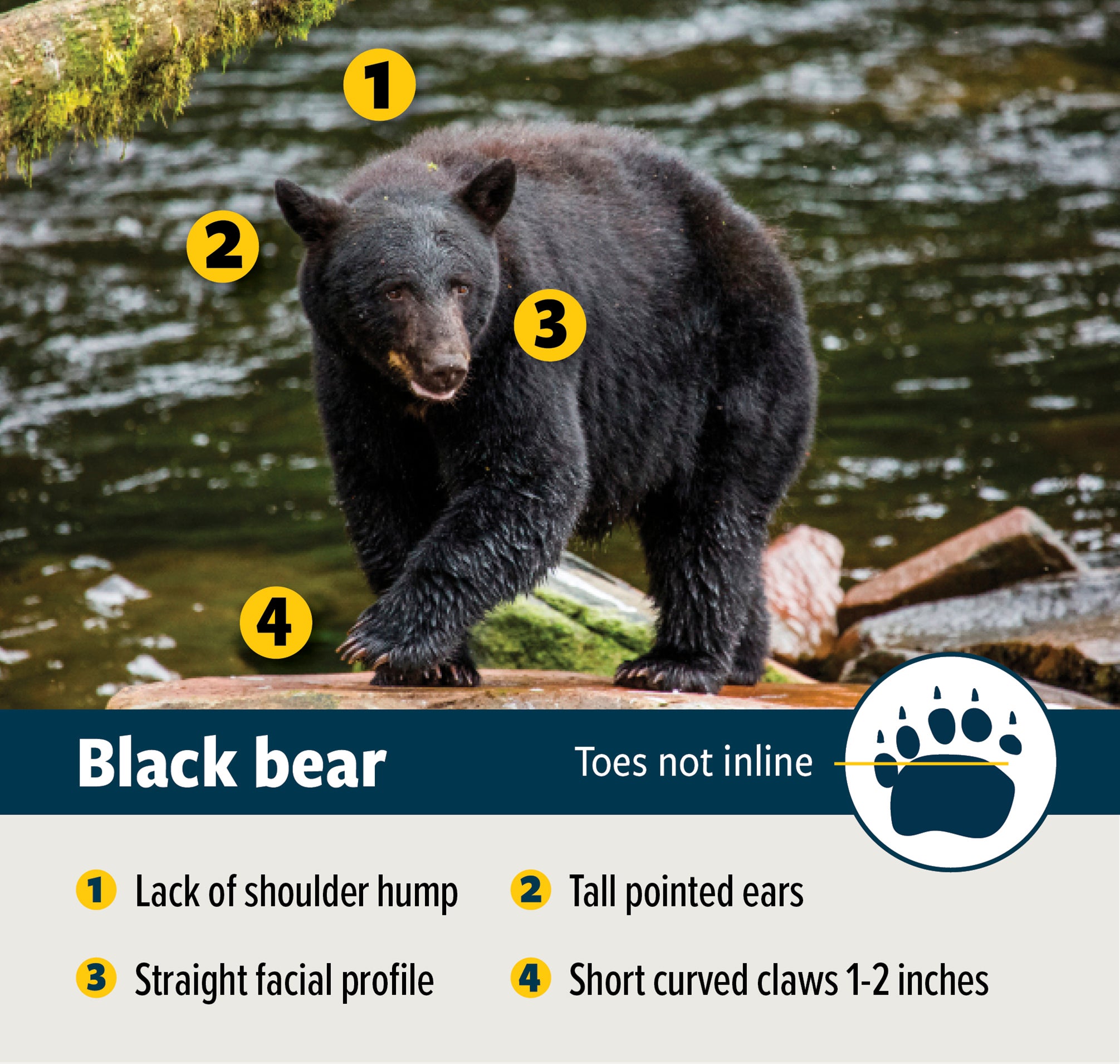 Black bear ID