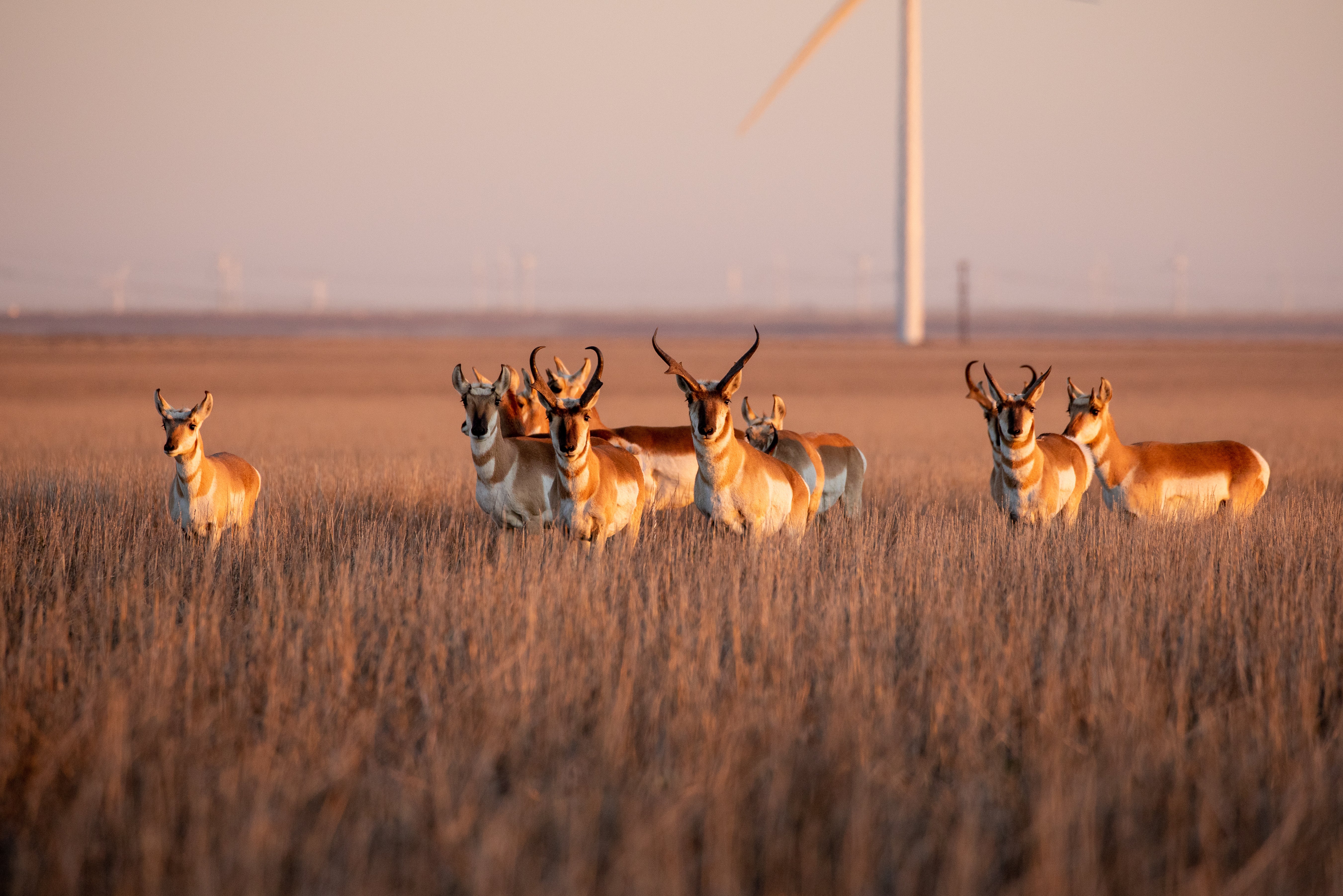 Antelope in front of wind turbines