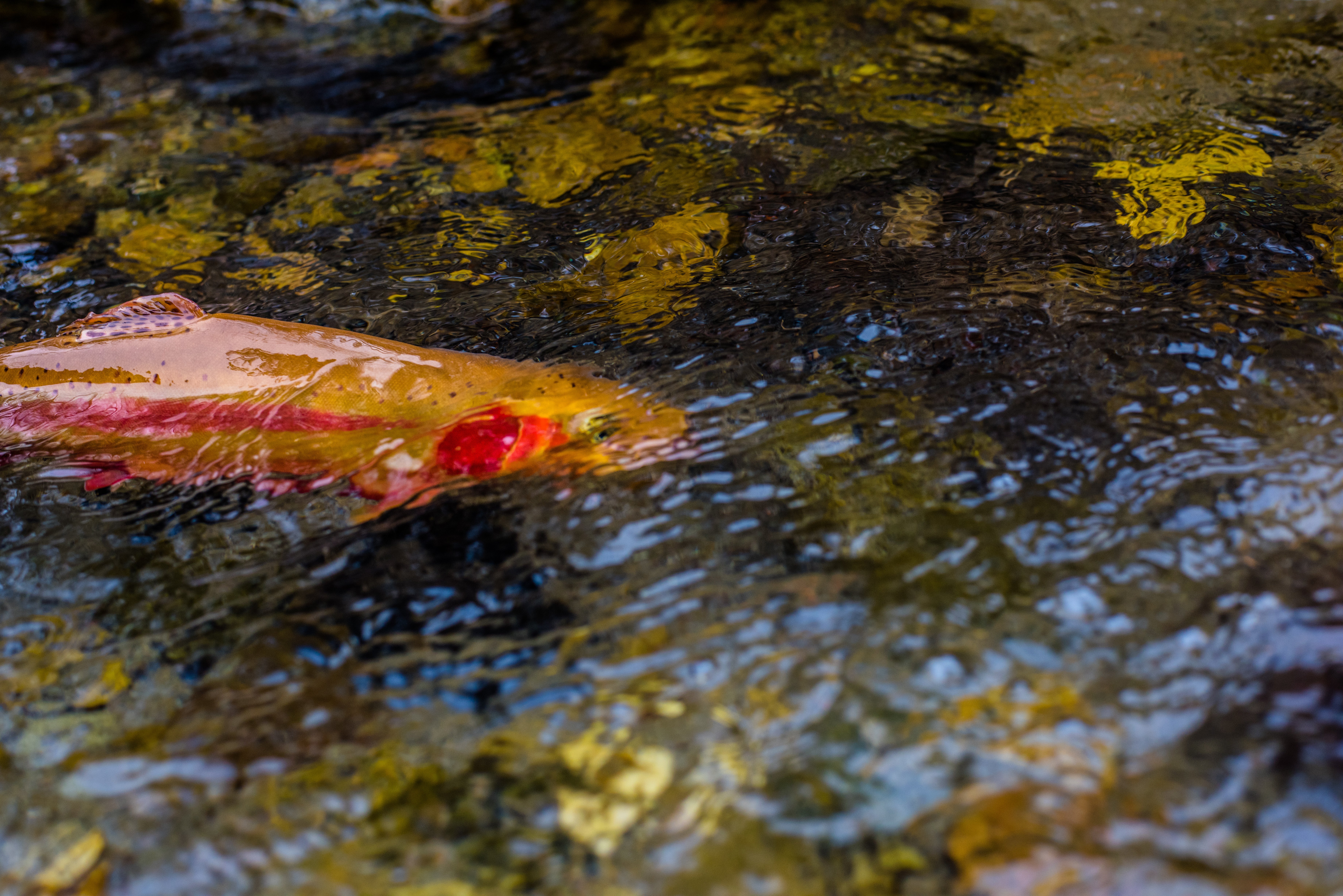 A golden trout in water near Story Fish Hatchery