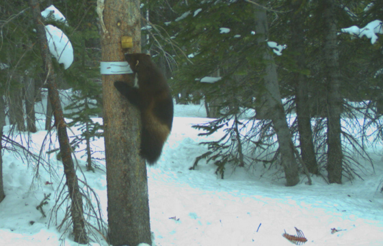 Wolverine climbing a tree to smell lure left from biologists