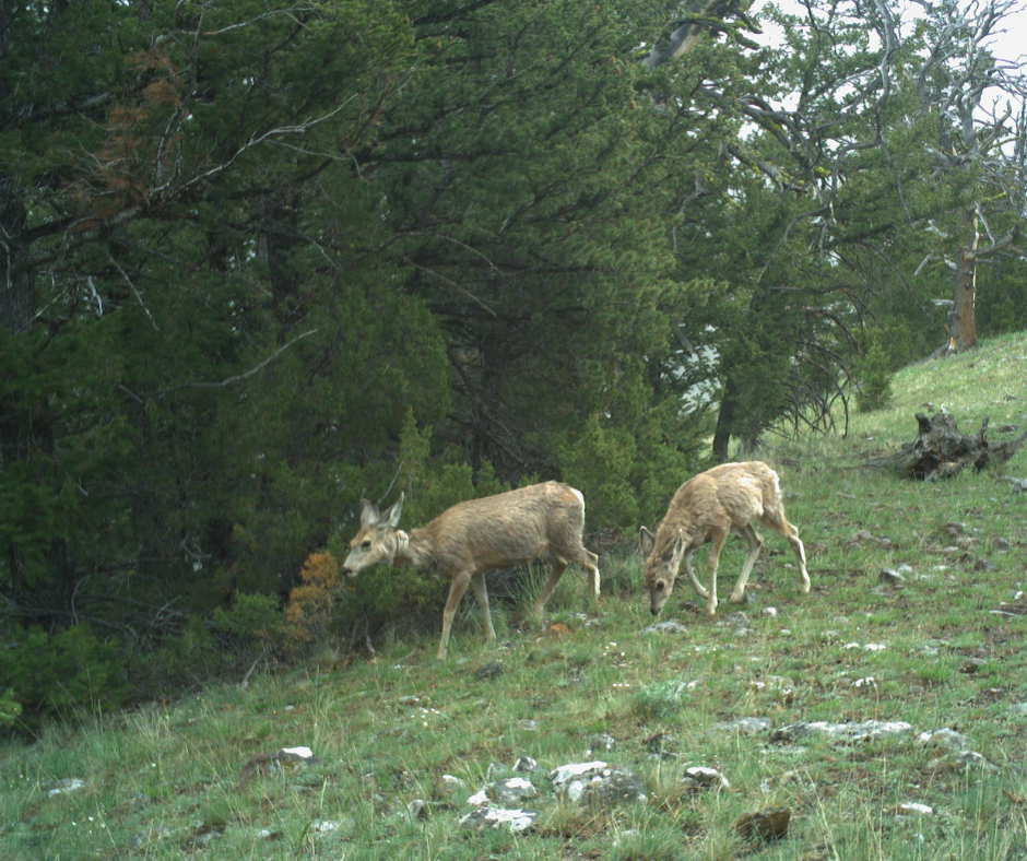 Collared deer in the Cody Region