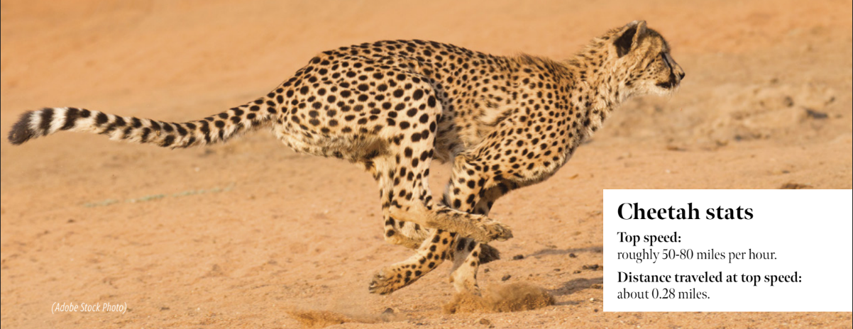 A photo of a Cheetah running with text that says, "Cheetah stats" and says that its top speed is roughly 50-80 miles per hour and they can run at top speed for a distance of about 0.28 miles.