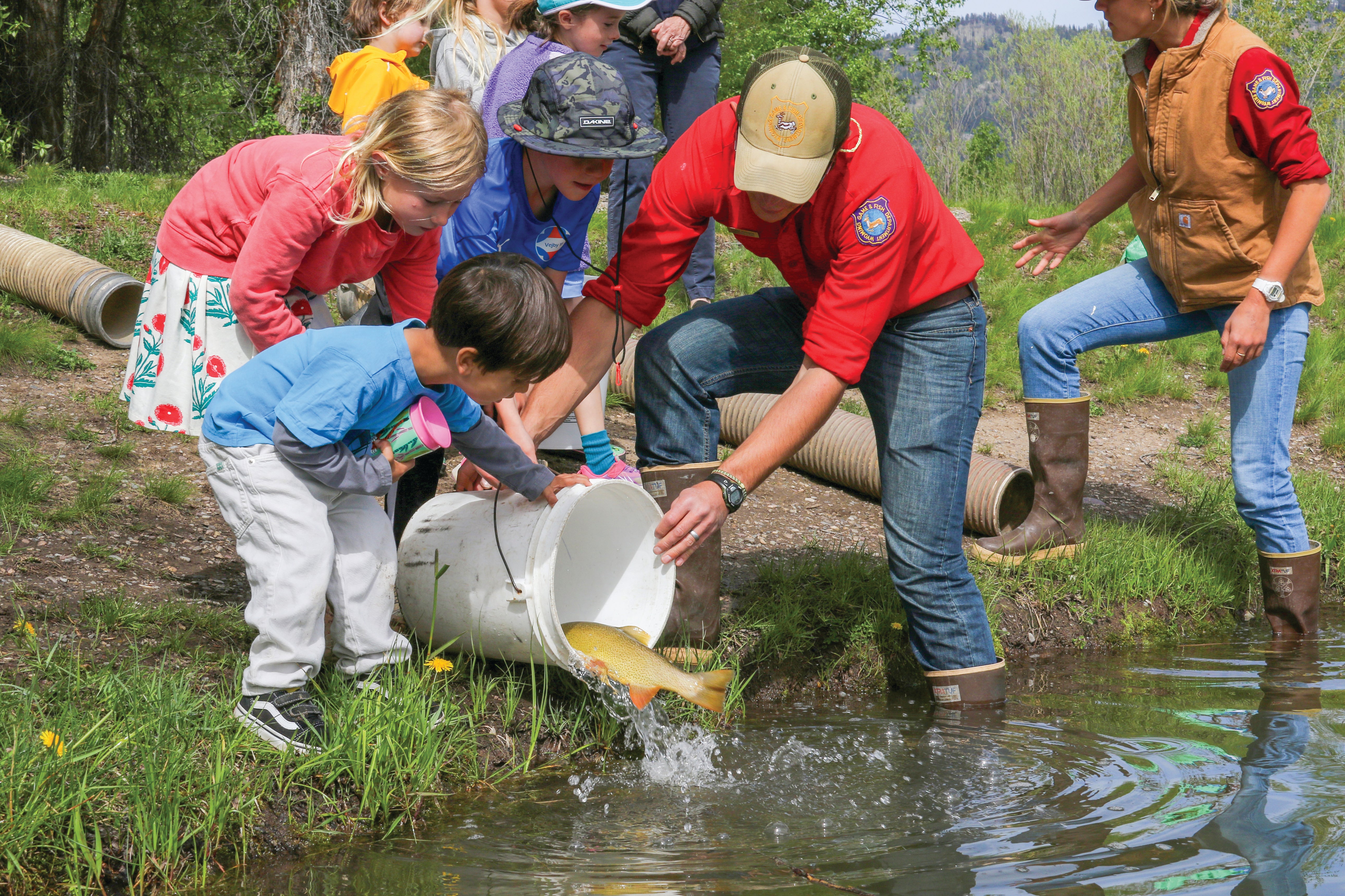 A Wyoming Game and Fish Employee assists 3 kids as they dump cutthroat trout out of a bucket to help stock R Park pond.