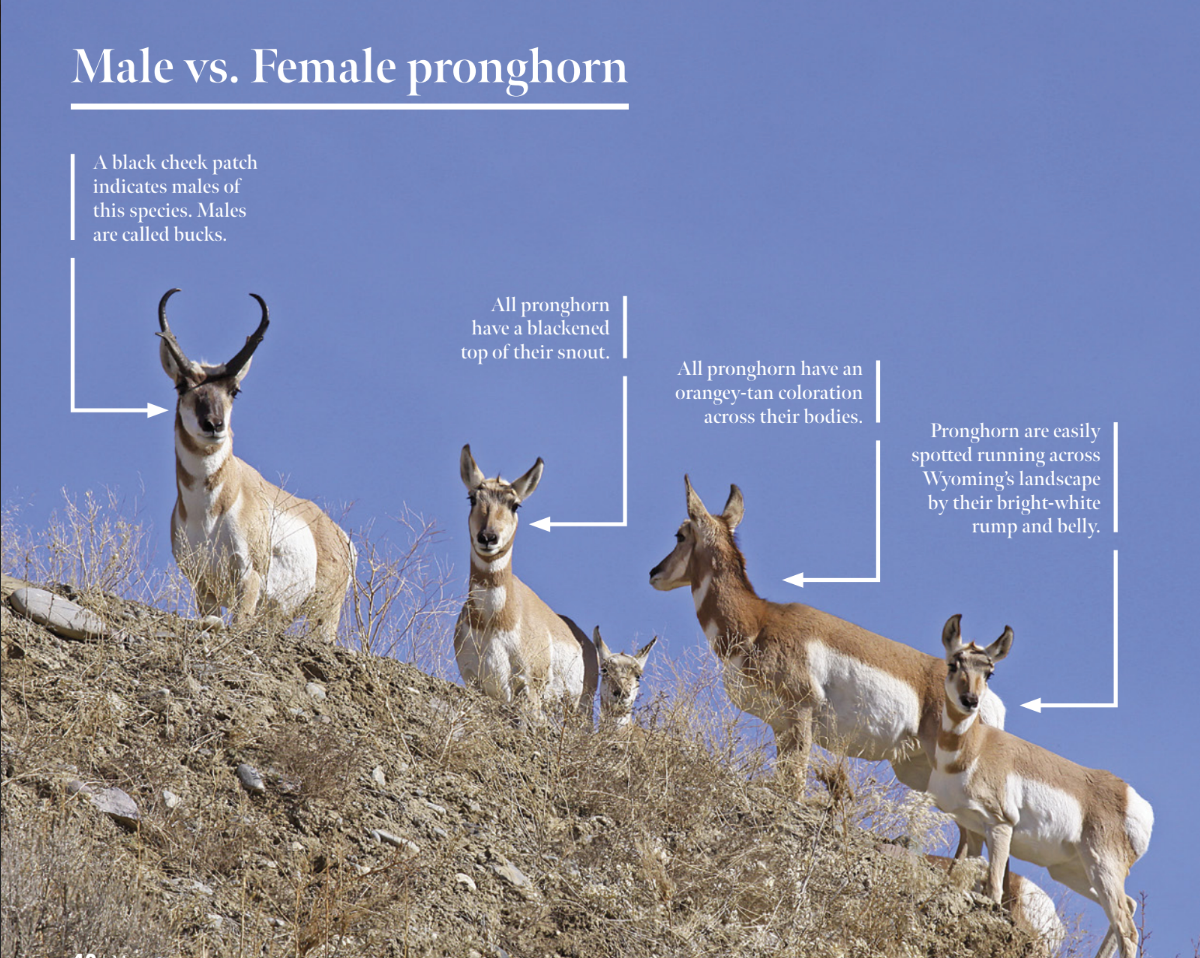 An image of 5 pronghorn on a ridge against a clear blue sky with facts about male and female pronghorn